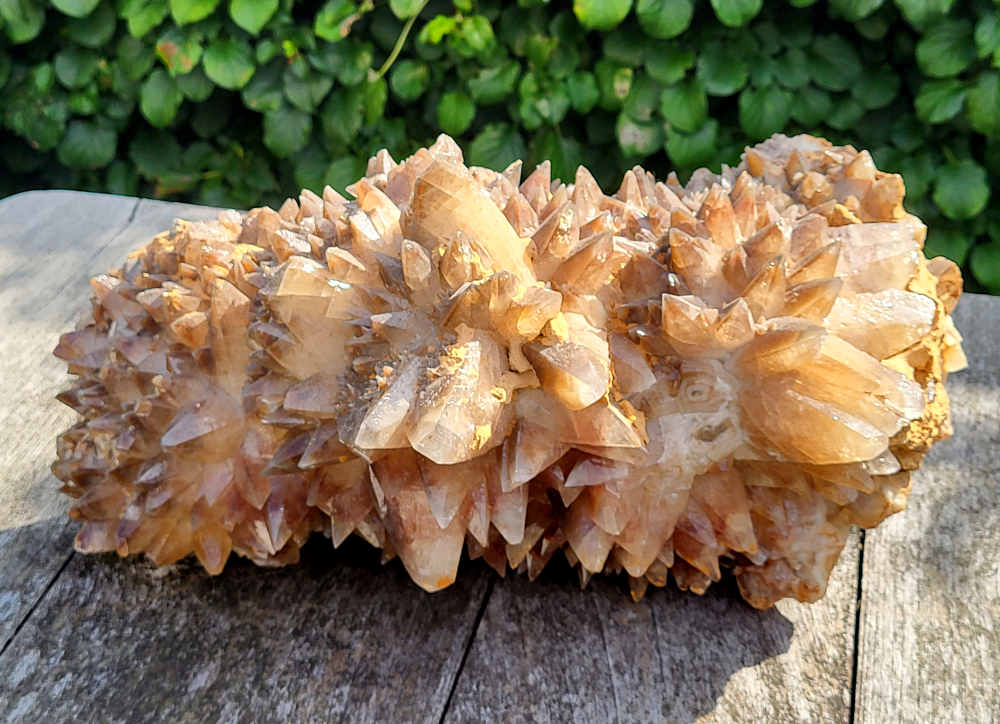 Hondentandcalciet, 25 kg, doorsnee 50cm, 595,- euro, nr. 39

Hondentandcalciet, ook wel Starburst calciet genoemd, is een vorm van calciet die bekend staat om zijn unieke, ruwe kristalstructuur die lijkt op hondentanden of varkensstanden. Het wordt gewaardeerd om zijn zachte, heldere uitstraling en wordt vaak gevonden in combinatie met andere mineralen zoals fluoriet. 
Kenmerken van Hondentandcalciet:
Kristalstructuur:
De kristallen zijn grillig, puntig en helder gevormd, wat een ruwe, natuurlijke uitstraling geeft. 
Kleur:
Meestal wit of licht van kleur, soms met bruine tinten of bedekt met andere mineralen zoals fluoriet. 
Energie:
Bekend om zijn zachte, lichtkracht en wordt geassocieerd met diepe transformaties en het openen van het bewustzijn. 
Vormen:
Te vinden in ruwe, onbewerkte vormen, maar ook op standaard of in combinatie met andere mineralen. 
Spiritueel:
Wordt gebruikt voor spirituele doeleinden, zoals meditatie en het openen van het bewustzijn.
                                                      -Kunstgalerie-Arnold- 