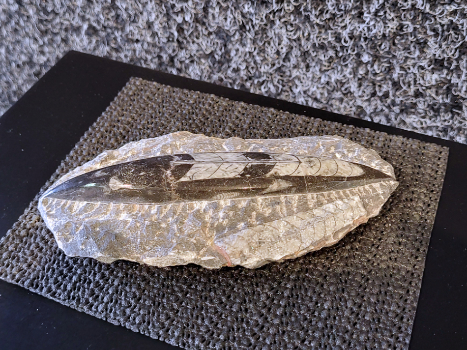 Orthoceras amulet, 18,50 euro, no. 2
Orthoceras, een gefossiliseerde inktvis, wordt vaak geassocieerd met aardende en stabiliserende eigenschappen. Spiritueel gezien wordt het geassocieerd met het versterken van de wortelchakra, het verminderen van angst en onzekerheid, en het bevorderen van mentale helderheid. Fysiek zou het helpen bij botgroei, bloedsomloop en zenuwklachten. 

Spirituele werking:
Aarding en stabiliteit:
Orthoceras wordt gezien als een steen die je stevig met de aarde verbindt, waardoor je je meer gegrond en stabiel voelt. 
Mentale helderheid:
Orthoceras kan je helpen helderder te denken, je concentratie te verbeteren en je focus te vergroten. 
Verleden en transformatie:
Het wordt geassocieerd met het verwerken van emotionele blokkades en het begrijpen van oude wijsheid. 
Bescherming:
Orthoceras wordt gezien als een beschermende steen die je kan helpen negatieve energieën af te weren en je te bevrijden van karmische aanhechtingen 
Botten: Orthoceras zou een positieve invloed hebben op de botten, met name op de groei en tegen scheefgroei. 
Bloedsomloop: Het zou de bloedsomloop en doorbloeding kunnen bevorderen.
Zenuwstelsel: Orthoceras zou kunnen helpen bij zenuwklachten, buikpijn en hoofdpijn.