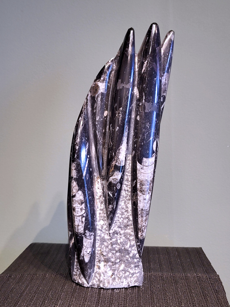 Orthoceras, 32cm hoog, 3,1 kg, 55,- euro, nr. 19