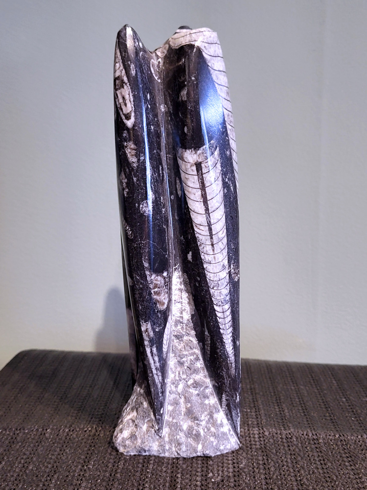 Orthoceras, 22cm hoog, 1,3 kg, 35,- euro, nr. 12