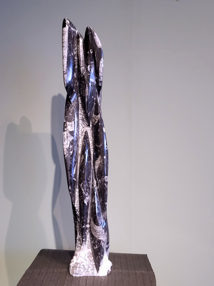 Orthoceras, hoogte 55cm, 5,1 kg, 95,- euro, nr. 13