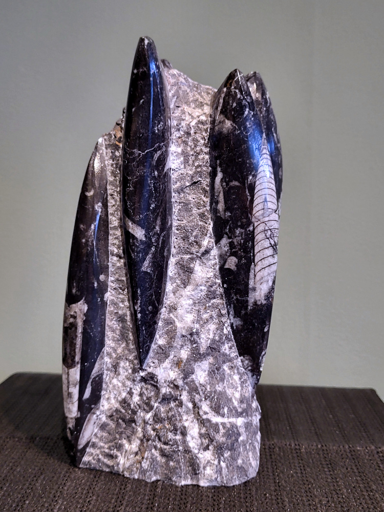 Orthoceras, 22 cm, 2,3 kg, 45,- euro, nr. 15