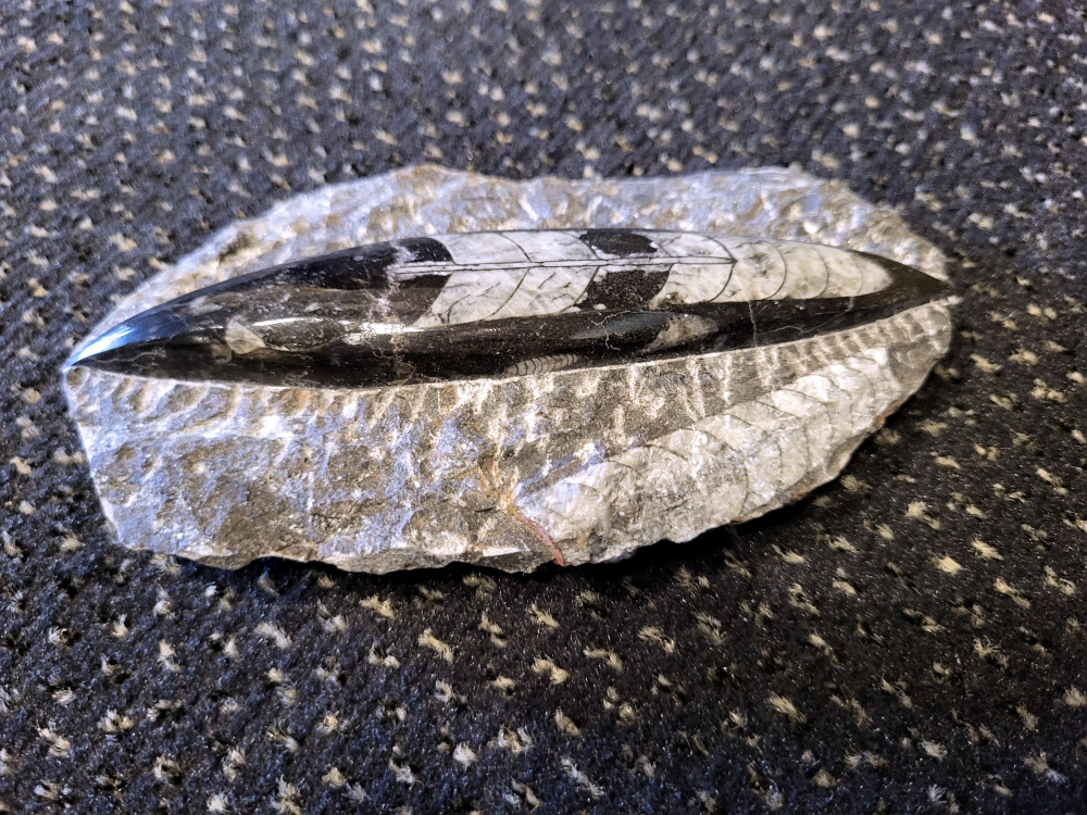 Orthoceras, Amulet, 18,50 euro, nr. 2