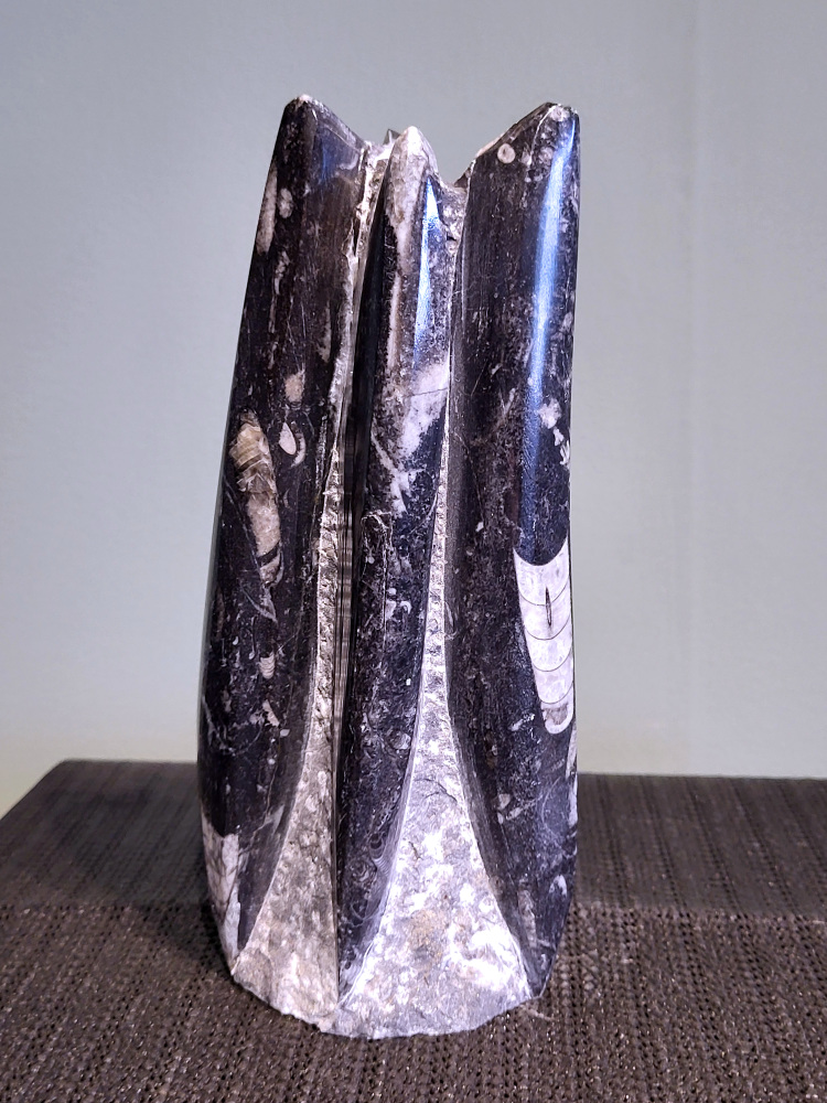 Orthoceras, 20cm hoog, 1,5 kg, 38,50 euro, nr. 5
Orthoceras, een gefossiliseerde inktvis, wordt vaak geassocieerd met aardende en stabiliserende eigenschappen. Spiritueel gezien wordt het geassocieerd met het versterken van de wortelchakra, het verminderen van angst en onzekerheid, en het bevorderen van mentale helderheid. Fysiek zou het helpen bij botgroei, bloedsomloop en zenuwklachten. 

Spirituele werking:
Aarding en stabiliteit:
Orthoceras wordt gezien als een steen die je stevig met de aarde verbindt, waardoor je je meer gegrond en stabiel voelt. 
Mentale helderheid:
Orthoceras kan je helpen helderder te denken, je concentratie te verbeteren en je focus te vergroten. 
Verleden en transformatie:
Het wordt geassocieerd met het verwerken van emotionele blokkades en het begrijpen van oude wijsheid. 
Bescherming:
Orthoceras wordt gezien als een beschermende steen die je kan helpen negatieve energieën af te weren en je te bevrijden van karmische aanhechtingen 
Botten: Orthoceras zou een positieve invloed hebben op de botten, met name op de groei en tegen scheefgroei. 
Bloedsomloop: Het zou de bloedsomloop en doorbloeding kunnen bevorderen.
Zenuwstelsel: Orthoceras zou kunnen helpen bij zenuwklachten, buikpijn en hoofdpijn.
                                        -  Kunstgalerie-Arnold  -