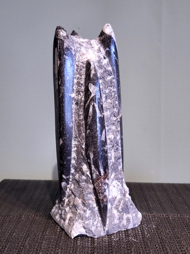 Orthoceras, 20cm hoog, 1 kg, 30,- euro, nr. 3
Orthoceras, een gefossiliseerde inktvis, wordt vaak geassocieerd met aardende en stabiliserende eigenschappen. Spiritueel gezien wordt het geassocieerd met het versterken van de wortelchakra, het verminderen van angst en onzekerheid, en het bevorderen van mentale helderheid. Fysiek zou het helpen bij botgroei, bloedsomloop en zenuwklachten. 

Spirituele werking:
Aarding en stabiliteit:
Orthoceras wordt gezien als een steen die je stevig met de aarde verbindt, waardoor je je meer gegrond en stabiel voelt. 
Mentale helderheid:
Orthoceras kan je helpen helderder te denken, je concentratie te verbeteren en je focus te vergroten. 
Verleden en transformatie:
Het wordt geassocieerd met het verwerken van emotionele blokkades en het begrijpen van oude wijsheid. 
Bescherming:
Orthoceras wordt gezien als een beschermende steen die je kan helpen negatieve energieën af te weren en je te bevrijden van karmische aanhechtingen 
Botten: Orthoceras zou een positieve invloed hebben op de botten, met name op de groei en tegen scheefgroei. 
Bloedsomloop: Het zou de bloedsomloop en doorbloeding kunnen bevorderen.
Zenuwstelsel: Orthoceras zou kunnen helpen bij zenuwklachten, buikpijn en hoofdpijn.
          -Kunstgalerie-Arnold-