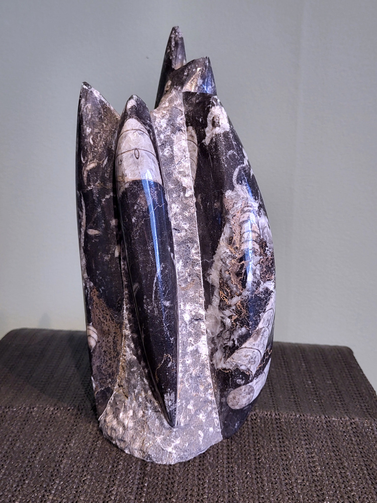 Orthoceras, 22cm hoog, 2,1 kg, 45,- euro, nr. 13
Orthoceras, een gefossiliseerde inktvis, wordt vaak geassocieerd met aardende en stabiliserende eigenschappen. Spiritueel gezien wordt het geassocieerd met het versterken van de wortelchakra, het verminderen van angst en onzekerheid, en het bevorderen van mentale helderheid. Fysiek zou het helpen bij botgroei, bloedsomloop en zenuwklachten. 

Spirituele werking:
Aarding en stabiliteit:
Orthoceras wordt gezien als een steen die je stevig met de aarde verbindt, waardoor je je meer gegrond en stabiel voelt. 
Mentale helderheid:
Orthoceras kan je helpen helderder te denken, je concentratie te verbeteren en je focus te vergroten. 
Verleden en transformatie:
Het wordt geassocieerd met het verwerken van emotionele blokkades en het begrijpen van oude wijsheid. 
Bescherming:
Orthoceras wordt gezien als een beschermende steen die je kan helpen negatieve energieën af te weren en je te bevrijden van karmische aanhechtingen 
Botten: Orthoceras zou een positieve invloed hebben op de botten, met name op de groei en tegen scheefgroei. 
Bloedsomloop: Het zou de bloedsomloop en doorbloeding kunnen bevorderen.
Zenuwstelsel: Orthoceras zou kunnen helpen bij zenuwklachten, buikpijn en hoofdpijn.
                                        -  Kunstgalerie-Arnold  -