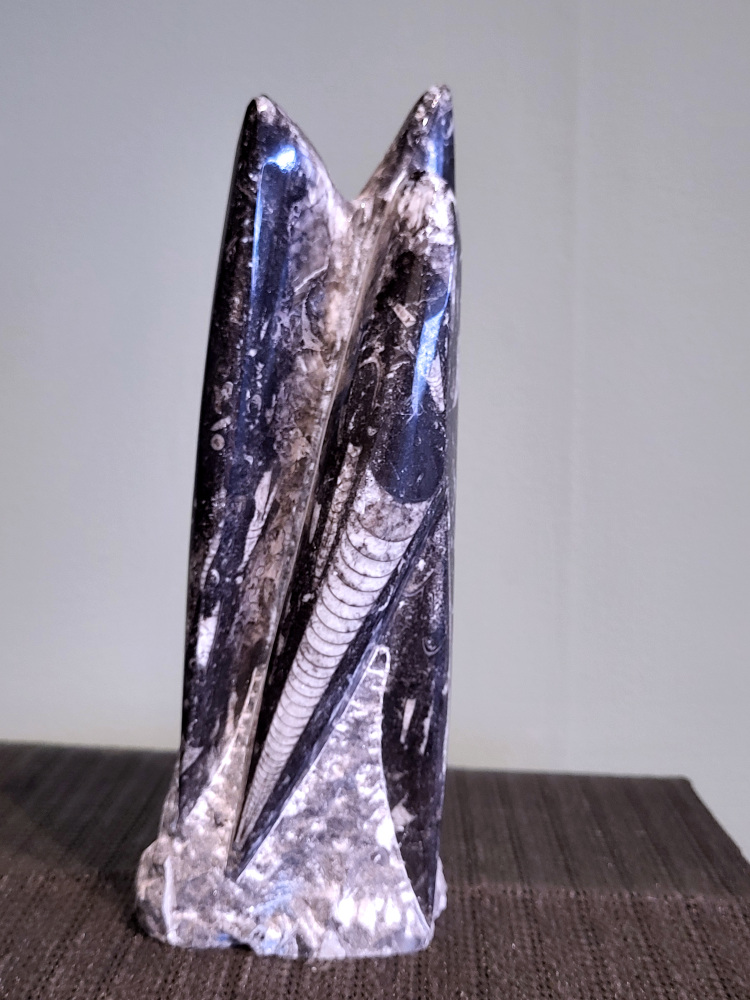 Orthoceras, 23cm hoog, 1,6 kg, 38,50 euro, nr. 11
Orthoceras, een gefossiliseerde inktvis, wordt vaak geassocieerd met aardende en stabiliserende eigenschappen. Spiritueel gezien wordt het geassocieerd met het versterken van de wortelchakra, het verminderen van angst en onzekerheid, en het bevorderen van mentale helderheid. Fysiek zou het helpen bij botgroei, bloedsomloop en zenuwklachten. 

Spirituele werking:
Aarding en stabiliteit:
Orthoceras wordt gezien als een steen die je stevig met de aarde verbindt, waardoor je je meer gegrond en stabiel voelt. 
Mentale helderheid:
Orthoceras kan je helpen helderder te denken, je concentratie te verbeteren en je focus te vergroten. 
Verleden en transformatie:
Het wordt geassocieerd met het verwerken van emotionele blokkades en het begrijpen van oude wijsheid. 
Bescherming:
Orthoceras wordt gezien als een beschermende steen die je kan helpen negatieve energieën af te weren en je te bevrijden van karmische aanhechtingen 
Botten: Orthoceras zou een positieve invloed hebben op de botten, met name op de groei en tegen scheefgroei. 
Bloedsomloop: Het zou de bloedsomloop en doorbloeding kunnen bevorderen.
Zenuwstelsel: Orthoceras zou kunnen helpen bij zenuwklachten, buikpijn en hoofdpijn.
                                        -  Kunstgalerie-Arnold  -