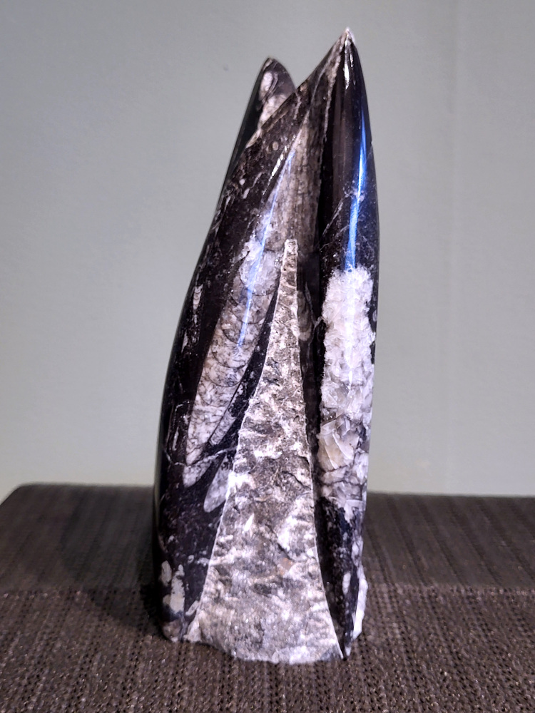 Orthoceras, 21cm hoog, 1,4 kg, 35,- euro, nr. 9
Orthoceras, een gefossiliseerde inktvis, wordt vaak geassocieerd met aardende en stabiliserende eigenschappen. Spiritueel gezien wordt het geassocieerd met het versterken van de wortelchakra, het verminderen van angst en onzekerheid, en het bevorderen van mentale helderheid. Fysiek zou het helpen bij botgroei, bloedsomloop en zenuwklachten. 

Spirituele werking:
Aarding en stabiliteit:
Orthoceras wordt gezien als een steen die je stevig met de aarde verbindt, waardoor je je meer gegrond en stabiel voelt. 
Mentale helderheid:
Orthoceras kan je helpen helderder te denken, je concentratie te verbeteren en je focus te vergroten. 
Verleden en transformatie:
Het wordt geassocieerd met het verwerken van emotionele blokkades en het begrijpen van oude wijsheid. 
Bescherming:
Orthoceras wordt gezien als een beschermende steen die je kan helpen negatieve energieën af te weren en je te bevrijden van karmische aanhechtingen 
Botten: Orthoceras zou een positieve invloed hebben op de botten, met name op de groei en tegen scheefgroei. 
Bloedsomloop: Het zou de bloedsomloop en doorbloeding kunnen bevorderen.
Zenuwstelsel: Orthoceras zou kunnen helpen bij zenuwklachten, buikpijn en hoofdpijn.
                                        -  Kunstgalerie-Arnold  -