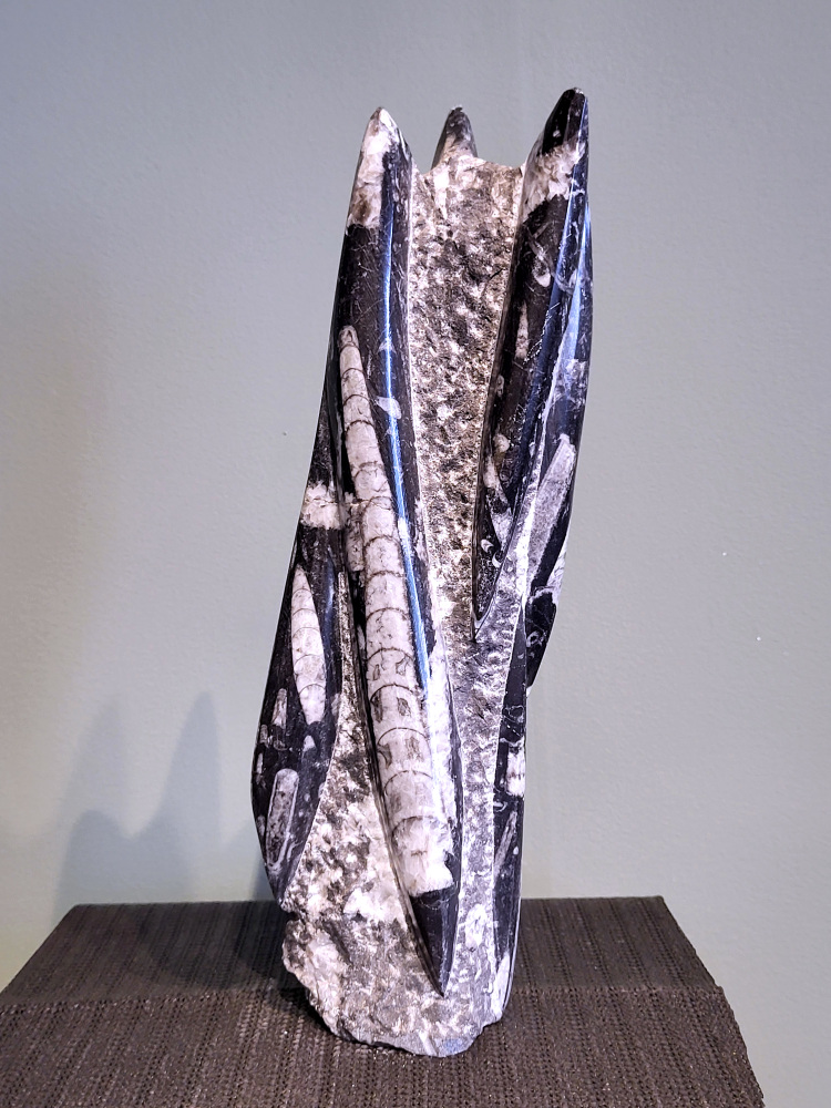 Orthoceras, 35cm hoog, 2,7 kg, 45,- euro, nr. 6
Orthoceras, een gefossiliseerde inktvis, wordt vaak geassocieerd met aardende en stabiliserende eigenschappen. Spiritueel gezien wordt het geassocieerd met het versterken van de wortelchakra, het verminderen van angst en onzekerheid, en het bevorderen van mentale helderheid. Fysiek zou het helpen bij botgroei, bloedsomloop en zenuwklachten. 

Spirituele werking:
Aarding en stabiliteit:
Orthoceras wordt gezien als een steen die je stevig met de aarde verbindt, waardoor je je meer gegrond en stabiel voelt. 
Mentale helderheid:
Orthoceras kan je helpen helderder te denken, je concentratie te verbeteren en je focus te vergroten. 
Verleden en transformatie:
Het wordt geassocieerd met het verwerken van emotionele blokkades en het begrijpen van oude wijsheid. 
Bescherming:
Orthoceras wordt gezien als een beschermende steen die je kan helpen negatieve energieën af te weren en je te bevrijden van karmische aanhechtingen 
Botten: Orthoceras zou een positieve invloed hebben op de botten, met name op de groei en tegen scheefgroei. 
Bloedsomloop: Het zou de bloedsomloop en doorbloeding kunnen bevorderen.
Zenuwstelsel: Orthoceras zou kunnen helpen bij zenuwklachten, buikpijn en hoofdpijn.
                                        -  Kunstgalerie-Arnold  -