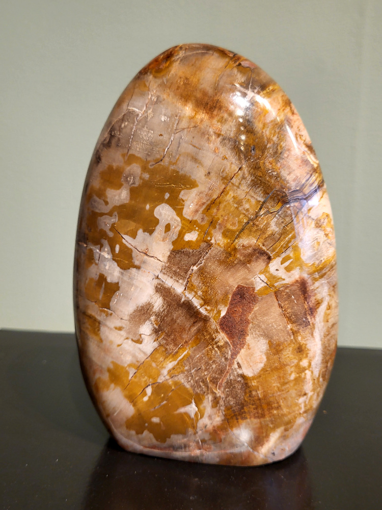 Versteend hout, 1,3kg, 15cm hoog, 38,- euro, nr. 90
Versteend hout, diverse soorten, scherp geprijsd, Kunstgalerie Arnold
Versteend hout is miljoenen jaren oud!
Chakra: wortelchakra (Muladhara)
Waar komt versteend hout vandaan en hoe ontstaan het?
Versteend hout, of gefossiliseerd hout, ontstaat wanneer een boom na zijn overlijden bedekt wordt door sediment, waardoor het langzaam omgezet wordt in steen. In plaats van te vergaan, wordt het hout geleidelijk vervangen door mineralen zoals silica. Dit proces behoudt de originele structuur van het hout, inclusief details zoals jaarringen en nerven. Het kan miljoenen jaren duren, aangezien het water dat rijk is aan mineralen de houtcellen binnendringt, terwijl zuurstof geen rol meer speelt in de afbraak.
De kleur van versteend hout is precies zoals het hout er oorspronkelijk uit zag.
Spirituele werking van versteend hout:
> stabiliteit, rust en veiligheid
Fysiek zou het positieve effecten hebben op het skelet, de botten en de rug, en kan het ondersteuning bieden bij aandoeningen zoals osteoporose en ADHD.
- Kunstgalerie Arnold -