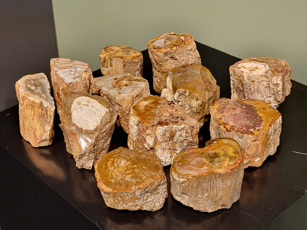 Versteend hout uit Madagaskar, diverse maten, vanaf 5,- euro, nr. 2
Versteend hout, diverse soorten, scherp geprijsd, Kunstgalerie Arnold
Versteend hout is miljoenen jaren oud!
Chakra: wortelchakra (Muladhara)
Waar komt versteend hout vandaan en hoe ontstaan het?
Versteend hout, of gefossiliseerd hout, ontstaat wanneer een boom na zijn overlijden bedekt wordt door sediment, waardoor het langzaam omgezet wordt in steen. In plaats van te vergaan, wordt het hout geleidelijk vervangen door mineralen zoals silica. Dit proces behoudt de originele structuur van het hout, inclusief details zoals jaarringen en nerven. Het kan miljoenen jaren duren, aangezien het water dat rijk is aan mineralen de houtcellen binnendringt, terwijl zuurstof geen rol meer speelt in de afbraak.
De kleur van versteend hout is precies zoals het hout er oorspronkelijk uit zag.
Spirituele werking van versteend hout:
> stabiliteit, rust en veiligheid
Fysiek zou het positieve effecten hebben op het skelet, de botten en de rug, en kan het ondersteuning bieden bij aandoeningen zoals osteoporose en ADHD.
- Kunstgalerie Arnold -