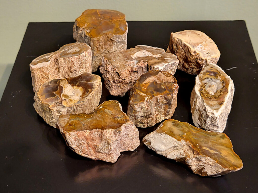 Versteend hout uit Madagaskar, vanaf 5,- euro nr. 3
Versteend hout is miljoenen jaren oud!
Chakra: wortelchakra (Muladhara)
Waar komt versteend hout vandaan en hoe ontstaan het?
Versteend hout, of gefossiliseerd hout, ontstaat wanneer een boom na zijn overlijden bedekt wordt door sediment, waardoor het langzaam omgezet wordt in steen. In plaats van te vergaan, wordt het hout geleidelijk vervangen door mineralen zoals silica. Dit proces behoudt de originele structuur van het hout, inclusief details zoals jaarringen en nerven. Het kan miljoenen jaren duren, aangezien het water dat rijk is aan mineralen de houtcellen binnendringt, terwijl zuurstof geen rol meer speelt in de afbraak.
De kleur van versteend hout is precies zoals het hout er oorspronkelijk uit zag.
Spirituele werking van versteend hout:
> stabiliteit, rust en veiligheid
Fysiek zou het positieve effecten hebben op het skelet, de botten en de rug, en kan het ondersteuning bieden bij aandoeningen zoals osteoporose en ADHD.
- Kunstgalerie Arnold -