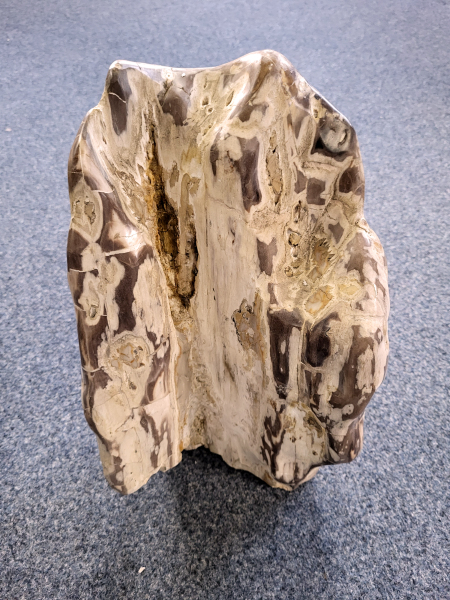 Versteend hout, 14,6 kg, 125,- euro, nr. 7
Beschrijving, Versteend Hout.
Versteend hout
Chakra: wortelchakra (Muladhara)
Versteend hout is miljoenen jaren oud!
Waar komt versteend hout vandaan en hoe ontstaan het?
Versteend hout, of gefossiliseerd hout, ontstaat wanneer een boom na zijn overlijden bedekt wordt door sediment, waardoor het langzaam omgezet wordt in steen. In plaats van te vergaan, wordt het hout geleidelijk vervangen door mineralen zoals silica. Dit proces behoudt de originele structuur van het hout, inclusief details zoals jaarringen en nerven. Het kan miljoenen jaren duren, aangezien het water dat rijk is aan mineralen de houtcellen binnendringt, terwijl zuurstof geen rol meer speelt in de afbraak.
De kleur van versteend hout is precies zoals het hout er oorspronkelijk uit zag.
Waar kan versteend hout niet goed tegen?
Het is bestand tegen de meeste elementen, maar kan niet goed tegen langdurige blootstelling aan fel zonlicht, extreme temperatuurwisselingen en scherpe voorwerpen die krassen kunnen veroorzaken.
Spirituele werking van versteend hout:
> stabiliteit, rust en veiligheid
Fysiek zou het positieve effecten hebben op het skelet, de botten en de rug, en kan het ondersteuning bieden bij aandoeningen zoals osteoporose en ADHD.
Hoe opladen?
Je kunt versteend hout, als het volle maan is, ‘s nachts in het maanlicht leggen, bij een bergkristal of andere stenen leggen of reinigen met saliehout/palo santo.
