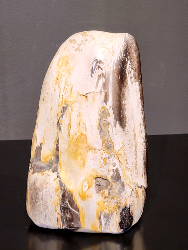 Versteend hout, 1,1 kg, 16cm hg. en 11 cm br. 21,- euro, nr. 71
Versteend hout
Versteend hout is miljoenen jaren oud!
Chakra: wortelchakra (Muladhara)
Waar komt versteend hout vandaan en hoe ontstaan het?
Versteend hout, of gefossiliseerd hout, ontstaat wanneer een boom na zijn overlijden bedekt wordt door sediment, waardoor het langzaam omgezet wordt in steen. In plaats van te vergaan, wordt het hout geleidelijk vervangen door mineralen zoals silica. Dit proces behoudt de originele structuur van het hout, inclusief details zoals jaarringen en nerven. Het kan miljoenen jaren duren, aangezien het water dat rijk is aan mineralen de houtcellen binnendringt, terwijl zuurstof geen rol meer speelt in de afbraak.
De kleur van versteend hout is precies zoals het hout er oorspronkelijk uit zag.
Spirituele werking van versteend hout: 
> stabiliteit, rust en veiligheid
Fysiek zou het positieve effecten hebben op het skelet, de botten en de rug, en kan het ondersteuning bieden bij aandoeningen zoals osteoporose en ADHD.
                                                                                        -   Kunstgalerie Arnold   -