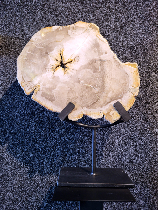 Versteend hout, schijf, 16,5 kg, 250,- euro, nr. 4
Chakra: wortelchakra (Muladhara)
Versteend hout is miljoenen jaren oud!
Waar komt versteend hout vandaan en hoe ontstaan het?
Versteend hout, of gefossiliseerd hout, ontstaat wanneer een boom na zijn overlijden bedekt wordt door sediment, waardoor het langzaam omgezet wordt in steen. In plaats van te vergaan, wordt het hout geleidelijk vervangen door mineralen zoals silica. Dit proces behoudt de originele structuur van het hout, inclusief details zoals jaarringen en nerven. Het kan miljoenen jaren duren, aangezien het water dat rijk is aan mineralen de houtcellen binnendringt, terwijl zuurstof geen rol meer speelt in de afbraak.
De kleur van versteend hout is precies zoals het hout er oorspronkelijk uit zag.
Waar kan versteend hout niet goed tegen?
Het is bestand tegen de meeste elementen, maar kan niet goed tegen langdurige blootstelling aan fel zonlicht, extreme temperatuurwisselingen en scherpe voorwerpen die krassen kunnen veroorzaken.
Spirituele werking van versteend hout:
> stabiliteit, rust en veiligheid
Fysiek zou het positieve effecten hebben op het skelet, de botten en de rug, en kan het ondersteuning bieden bij aandoeningen zoals osteoporose en ADHD.
Hoe opladen?
Je kunt versteend hout, als het volle maan is, ‘s nachts in het maanlicht leggen, bij een bergkristal of andere stenen leggen of reinigen met saliehout/palo santo.