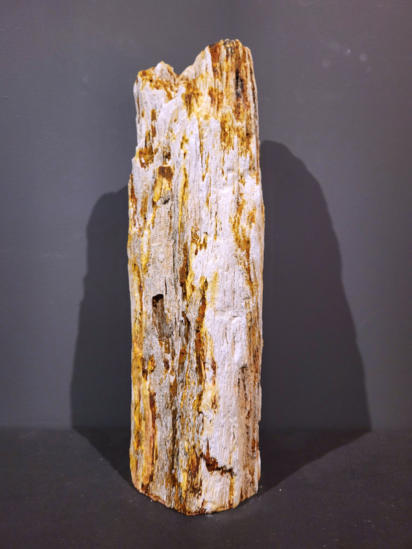 Versteend Hout, 10kg, 70,- euro, nr.23

Versteend hout is miljoenen jaren oud!
Chakra: wortelchakra (Muladhara)
Waar komt versteend hout vandaan en hoe ontstaan het?
Versteend hout, of gefossiliseerd hout, ontstaat wanneer een boom na zijn overlijden bedekt wordt door sediment, waardoor het langzaam omgezet wordt in steen. In plaats van te vergaan, wordt het hout geleidelijk vervangen door mineralen zoals silica. Dit proces behoudt de originele structuur van het hout, inclusief details zoals jaarringen en nerven. Het kan miljoenen jaren duren, aangezien het water dat rijk is aan mineralen de houtcellen binnendringt, terwijl zuurstof geen rol meer speelt in de afbraak.
De kleur van versteend hout is precies zoals het hout er oorspronkelijk uit zag.
Spirituele werking van versteend hout:
> stabiliteit, rust en veiligheid
Fysiek zou het positieve effecten hebben op het skelet, de botten en de rug, en kan het ondersteuning bieden bij aandoeningen zoals osteoporose en ADHD.
- Kunstgalerie Arnold -