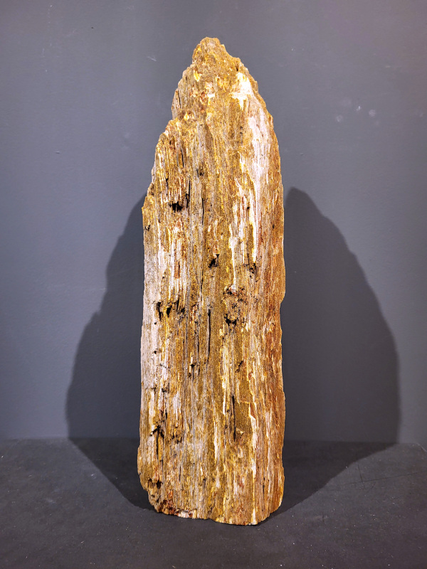 Versteend Hout, 10kg, 70,- euro, nr. 24

Versteend hout is miljoenen jaren oud!
Chakra: wortelchakra (Muladhara)
Waar komt versteend hout vandaan en hoe ontstaan het?
Versteend hout, of gefossiliseerd hout, ontstaat wanneer een boom na zijn overlijden bedekt wordt door sediment, waardoor het langzaam omgezet wordt in steen. In plaats van te vergaan, wordt het hout geleidelijk vervangen door mineralen zoals silica. Dit proces behoudt de originele structuur van het hout, inclusief details zoals jaarringen en nerven. Het kan miljoenen jaren duren, aangezien het water dat rijk is aan mineralen de houtcellen binnendringt, terwijl zuurstof geen rol meer speelt in de afbraak.
De kleur van versteend hout is precies zoals het hout er oorspronkelijk uit zag.
Spirituele werking van versteend hout:
> stabiliteit, rust en veiligheid
Fysiek zou het positieve effecten hebben op het skelet, de botten en de rug, en kan het ondersteuning bieden bij aandoeningen zoals osteoporose en ADHD.
- Kunstgalerie Arnold -