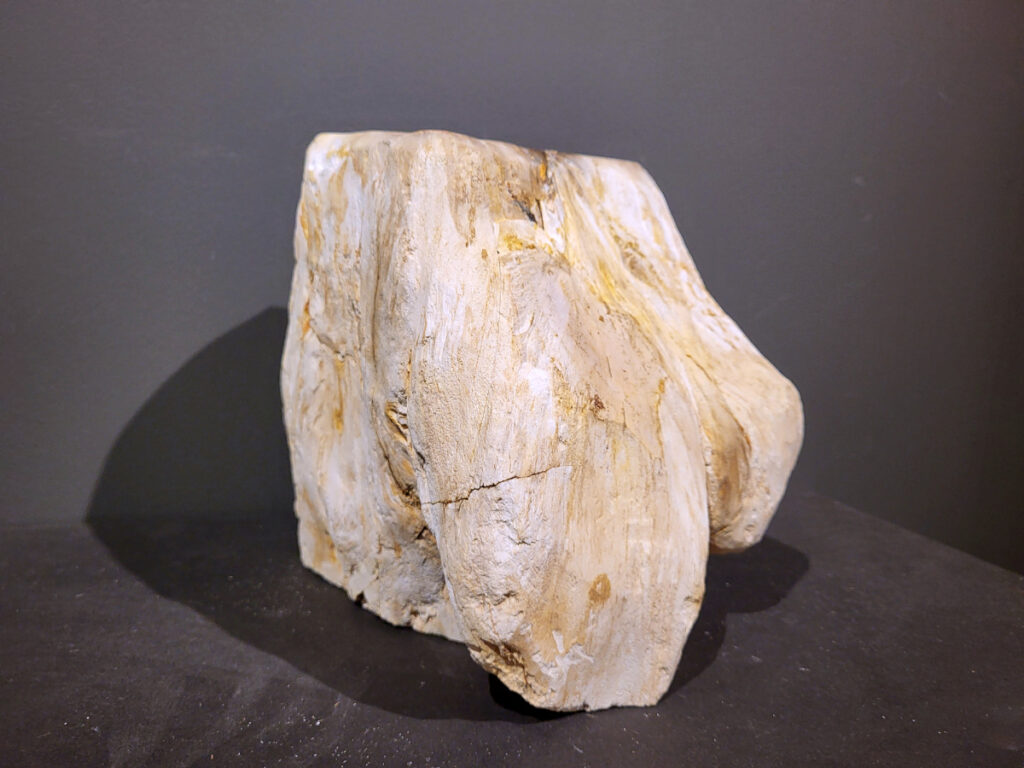 Versteend Hout, 11,5kg, 80,- euro, nr. 20

Versteend hout is miljoenen jaren oud!
Chakra: wortelchakra (Muladhara)
Waar komt versteend hout vandaan en hoe ontstaan het?
Versteend hout, of gefossiliseerd hout, ontstaat wanneer een boom na zijn overlijden bedekt wordt door sediment, waardoor het langzaam omgezet wordt in steen. In plaats van te vergaan, wordt het hout geleidelijk vervangen door mineralen zoals silica. Dit proces behoudt de originele structuur van het hout, inclusief details zoals jaarringen en nerven. Het kan miljoenen jaren duren, aangezien het water dat rijk is aan mineralen de houtcellen binnendringt, terwijl zuurstof geen rol meer speelt in de afbraak.
De kleur van versteend hout is precies zoals het hout er oorspronkelijk uit zag.
Spirituele werking van versteend hout:
> stabiliteit, rust en veiligheid
Fysiek zou het positieve effecten hebben op het skelet, de botten en de rug, en kan het ondersteuning bieden bij aandoeningen zoals osteoporose en ADHD.
- Kunstgalerie Arnold -