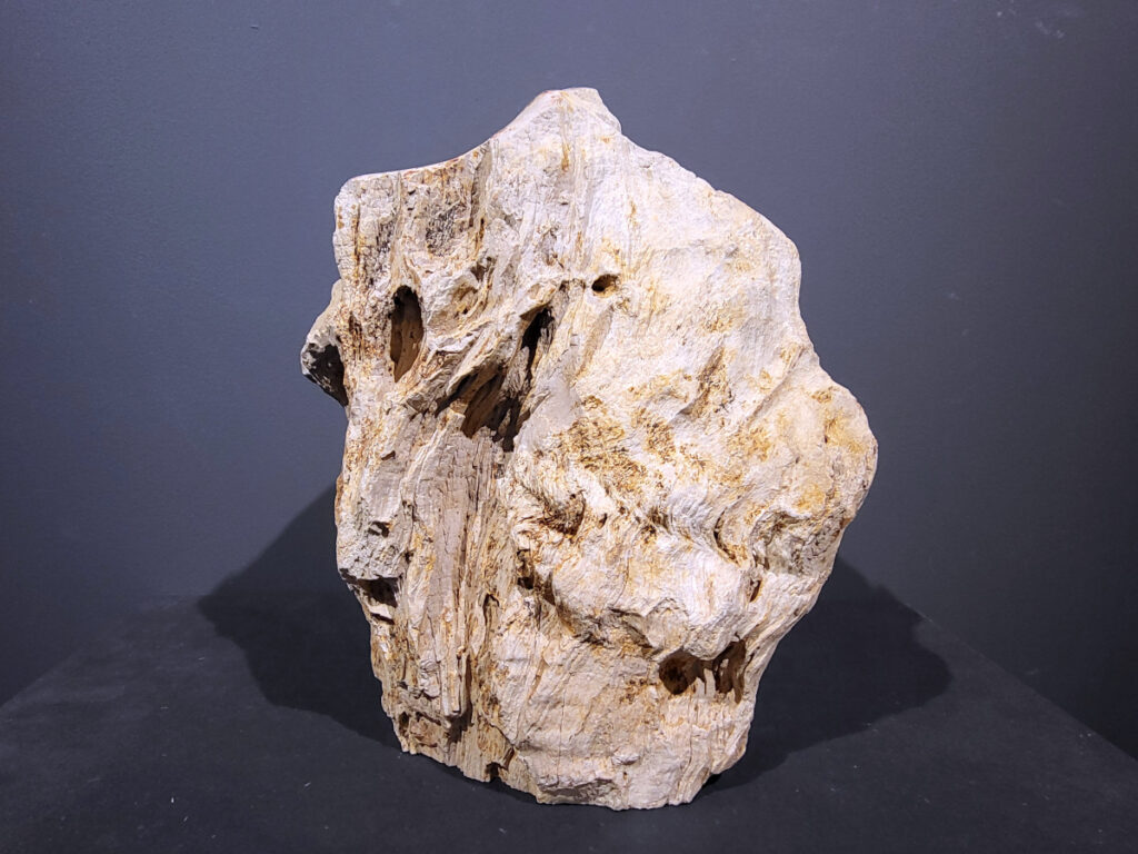 Versteend Hout, 12kg, 80,- euro, nr. 19

Versteend hout is miljoenen jaren oud!
Chakra: wortelchakra (Muladhara)
Waar komt versteend hout vandaan en hoe ontstaan het?
Versteend hout, of gefossiliseerd hout, ontstaat wanneer een boom na zijn overlijden bedekt wordt door sediment, waardoor het langzaam omgezet wordt in steen. In plaats van te vergaan, wordt het hout geleidelijk vervangen door mineralen zoals silica. Dit proces behoudt de originele structuur van het hout, inclusief details zoals jaarringen en nerven. Het kan miljoenen jaren duren, aangezien het water dat rijk is aan mineralen de houtcellen binnendringt, terwijl zuurstof geen rol meer speelt in de afbraak.
De kleur van versteend hout is precies zoals het hout er oorspronkelijk uit zag.
Spirituele werking van versteend hout:
> stabiliteit, rust en veiligheid
Fysiek zou het positieve effecten hebben op het skelet, de botten en de rug, en kan het ondersteuning bieden bij aandoeningen zoals osteoporose en ADHD.
- Kunstgalerie Arnold -