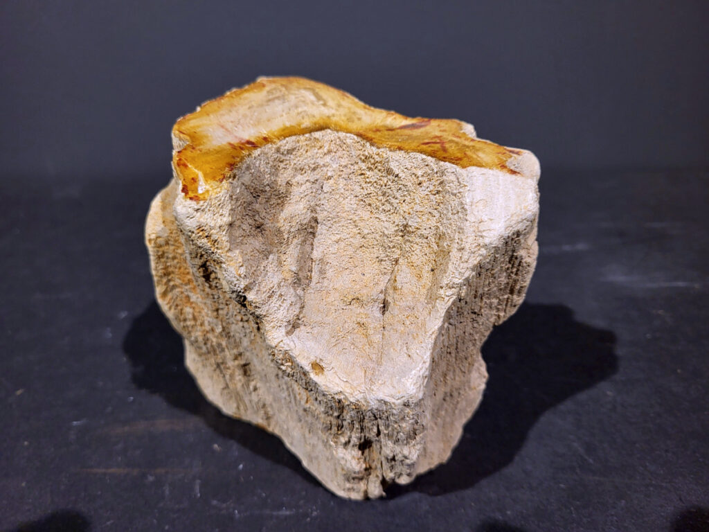 Versteend Hout, 1,5kg, 10,- euro, nr.47

Versteend hout is miljoenen jaren oud!
Chakra: wortelchakra (Muladhara)
Waar komt versteend hout vandaan en hoe ontstaan het?
Versteend hout, of gefossiliseerd hout, ontstaat wanneer een boom na zijn overlijden bedekt wordt door sediment, waardoor het langzaam omgezet wordt in steen. In plaats van te vergaan, wordt het hout geleidelijk vervangen door mineralen zoals silica. Dit proces behoudt de originele structuur van het hout, inclusief details zoals jaarringen en nerven. Het kan miljoenen jaren duren, aangezien het water dat rijk is aan mineralen de houtcellen binnendringt, terwijl zuurstof geen rol meer speelt in de afbraak.
De kleur van versteend hout is precies zoals het hout er oorspronkelijk uit zag.
Spirituele werking van versteend hout:
 stabiliteit, rust en veiligheid
Fysiek zou het positieve effecten hebben op het skelet, de botten en de rug, en kan het ondersteuning bieden bij aandoeningen zoals osteoporose en ADHD.
- Kunstgalerie Arnold -