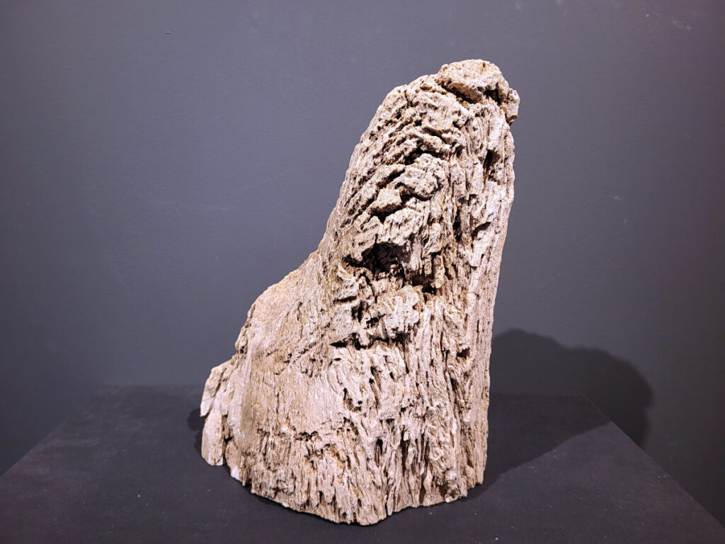 Versteend Hout, 15kg, 100,- euro, nr. 18

Versteend hout is miljoenen jaren oud!
Chakra: wortelchakra (Muladhara)
Waar komt versteend hout vandaan en hoe ontstaan het?
Versteend hout, of gefossiliseerd hout, ontstaat wanneer een boom na zijn overlijden bedekt wordt door sediment, waardoor het langzaam omgezet wordt in steen. In plaats van te vergaan, wordt het hout geleidelijk vervangen door mineralen zoals silica. Dit proces behoudt de originele structuur van het hout, inclusief details zoals jaarringen en nerven. Het kan miljoenen jaren duren, aangezien het water dat rijk is aan mineralen de houtcellen binnendringt, terwijl zuurstof geen rol meer speelt in de afbraak.
De kleur van versteend hout is precies zoals het hout er oorspronkelijk uit zag.
Spirituele werking van versteend hout:
> stabiliteit, rust en veiligheid
Fysiek zou het positieve effecten hebben op het skelet, de botten en de rug, en kan het ondersteuning bieden bij aandoeningen zoals osteoporose en ADHD.
- Kunstgalerie Arnold -