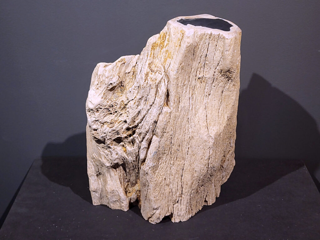 Versteend Hout, 16,2kg, 110,- euro, nr. 16

Versteend hout is miljoenen jaren oud!
Chakra: wortelchakra (Muladhara)
Waar komt versteend hout vandaan en hoe ontstaan het?
Versteend hout, of gefossiliseerd hout, ontstaat wanneer een boom na zijn overlijden bedekt wordt door sediment, waardoor het langzaam omgezet wordt in steen. In plaats van te vergaan, wordt het hout geleidelijk vervangen door mineralen zoals silica. Dit proces behoudt de originele structuur van het hout, inclusief details zoals jaarringen en nerven. Het kan miljoenen jaren duren, aangezien het water dat rijk is aan mineralen de houtcellen binnendringt, terwijl zuurstof geen rol meer speelt in de afbraak.
De kleur van versteend hout is precies zoals het hout er oorspronkelijk uit zag.
Spirituele werking van versteend hout:
> stabiliteit, rust en veiligheid
Fysiek zou het positieve effecten hebben op het skelet, de botten en de rug, en kan het ondersteuning bieden bij aandoeningen zoals osteoporose en ADHD.
- Kunstgalerie Arnold -