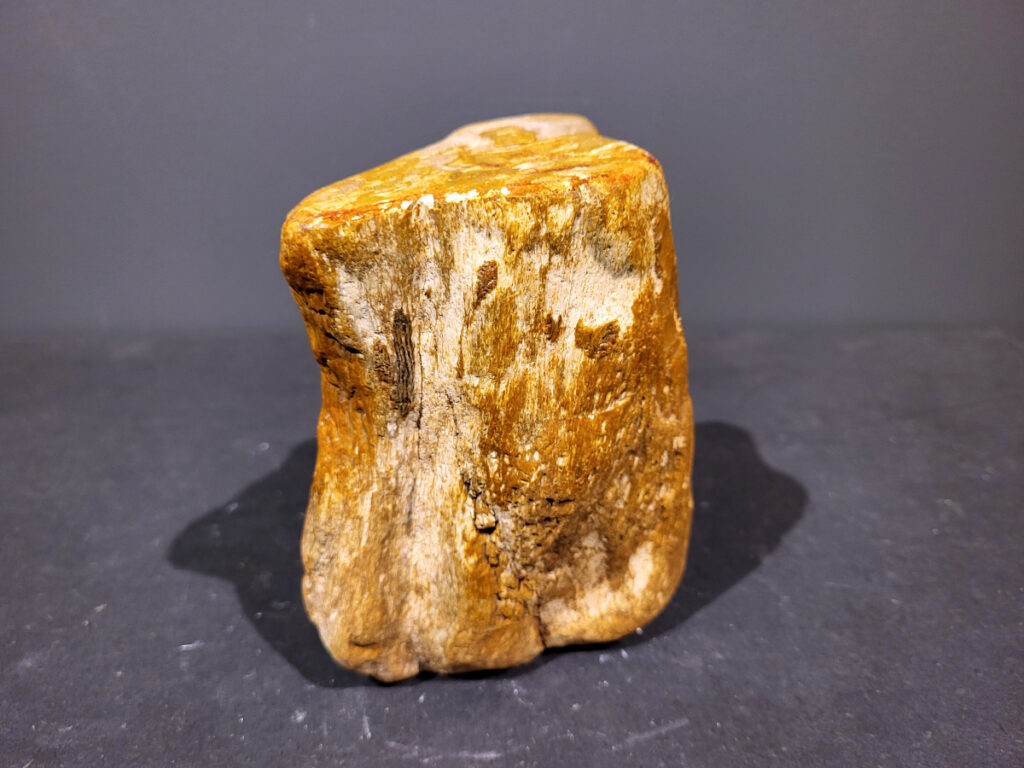 Versteend Hout, 1,6kg, 11,- euro, nr.52

Versteend hout is miljoenen jaren oud!
Chakra: wortelchakra (Muladhara)
Waar komt versteend hout vandaan en hoe ontstaan het?
Versteend hout, of gefossiliseerd hout, ontstaat wanneer een boom na zijn overlijden bedekt wordt door sediment, waardoor het langzaam omgezet wordt in steen. In plaats van te vergaan, wordt het hout geleidelijk vervangen door mineralen zoals silica. Dit proces behoudt de originele structuur van het hout, inclusief details zoals jaarringen en nerven. Het kan miljoenen jaren duren, aangezien het water dat rijk is aan mineralen de houtcellen binnendringt, terwijl zuurstof geen rol meer speelt in de afbraak.
De kleur van versteend hout is precies zoals het hout er oorspronkelijk uit zag.
Spirituele werking van versteend hout:
 stabiliteit, rust en veiligheid
Fysiek zou het positieve effecten hebben op het skelet, de botten en de rug, en kan het ondersteuning bieden bij aandoeningen zoals osteoporose en ADHD.
 Kunstgalerie Arnold 