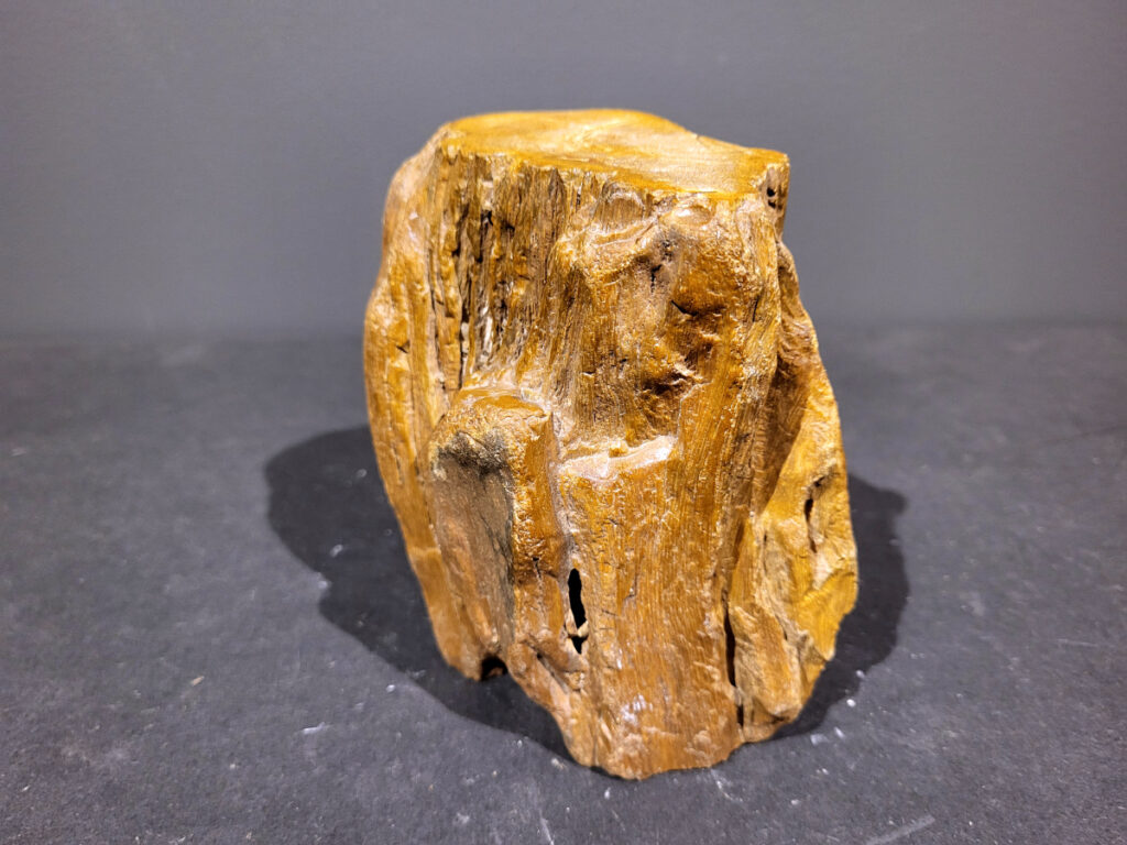 Versteend Hout, 1,7kg, 12,- euro, nr. 53

Versteend hout is miljoenen jaren oud!
Chakra: wortelchakra (Muladhara)
Waar komt versteend hout vandaan en hoe ontstaan het?
Versteend hout, of gefossiliseerd hout, ontstaat wanneer een boom na zijn overlijden bedekt wordt door sediment, waardoor het langzaam omgezet wordt in steen. In plaats van te vergaan, wordt het hout geleidelijk vervangen door mineralen zoals silica. Dit proces behoudt de originele structuur van het hout, inclusief details zoals jaarringen en nerven. Het kan miljoenen jaren duren, aangezien het water dat rijk is aan mineralen de houtcellen binnendringt, terwijl zuurstof geen rol meer speelt in de afbraak.
De kleur van versteend hout is precies zoals het hout er oorspronkelijk uit zag.
Spirituele werking van versteend hout:
 stabiliteit, rust en veiligheid
Fysiek zou het positieve effecten hebben op het skelet, de botten en de rug, en kan het ondersteuning bieden bij aandoeningen zoals osteoporose en ADHD.
- Kunstgalerie Arnold -