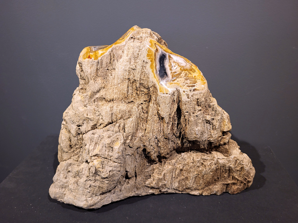 Versteend Hout, 18kg, 125,- euro, nr. 15


Versteend hout is miljoenen jaren oud!
Chakra: wortelchakra (Muladhara)
Waar komt versteend hout vandaan en hoe ontstaan het?
Versteend hout, of gefossiliseerd hout, ontstaat wanneer een boom na zijn overlijden bedekt wordt door sediment, waardoor het langzaam omgezet wordt in steen. In plaats van te vergaan, wordt het hout geleidelijk vervangen door mineralen zoals silica. Dit proces behoudt de originele structuur van het hout, inclusief details zoals jaarringen en nerven. Het kan miljoenen jaren duren, aangezien het water dat rijk is aan mineralen de houtcellen binnendringt, terwijl zuurstof geen rol meer speelt in de afbraak.
De kleur van versteend hout is precies zoals het hout er oorspronkelijk uit zag.
Spirituele werking van versteend hout:
> stabiliteit, rust en veiligheid
Fysiek zou het positieve effecten hebben op het skelet, de botten en de rug, en kan het ondersteuning bieden bij aandoeningen zoals osteoporose en ADHD.
- Kunstgalerie Arnold -