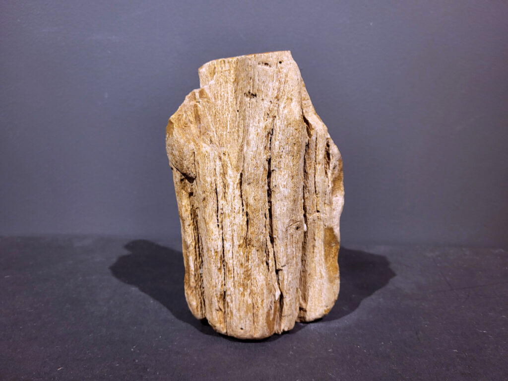 Versteend Hout, 1,8kg, 13,- euro, nr. 35

Versteend hout is miljoenen jaren oud!
Chakra: wortelchakra (Muladhara)
Waar komt versteend hout vandaan en hoe ontstaan het?
Versteend hout, of gefossiliseerd hout, ontstaat wanneer een boom na zijn overlijden bedekt wordt door sediment, waardoor het langzaam omgezet wordt in steen. In plaats van te vergaan, wordt het hout geleidelijk vervangen door mineralen zoals silica. Dit proces behoudt de originele structuur van het hout, inclusief details zoals jaarringen en nerven. Het kan miljoenen jaren duren, aangezien het water dat rijk is aan mineralen de houtcellen binnendringt, terwijl zuurstof geen rol meer speelt in de afbraak.
De kleur van versteend hout is precies zoals het hout er oorspronkelijk uit zag.
Spirituele werking van versteend hout:
> stabiliteit, rust en veiligheid
Fysiek zou het positieve effecten hebben op het skelet, de botten en de rug, en kan het ondersteuning bieden bij aandoeningen zoals osteoporose en ADHD.
- Kunstgalerie Arnold -