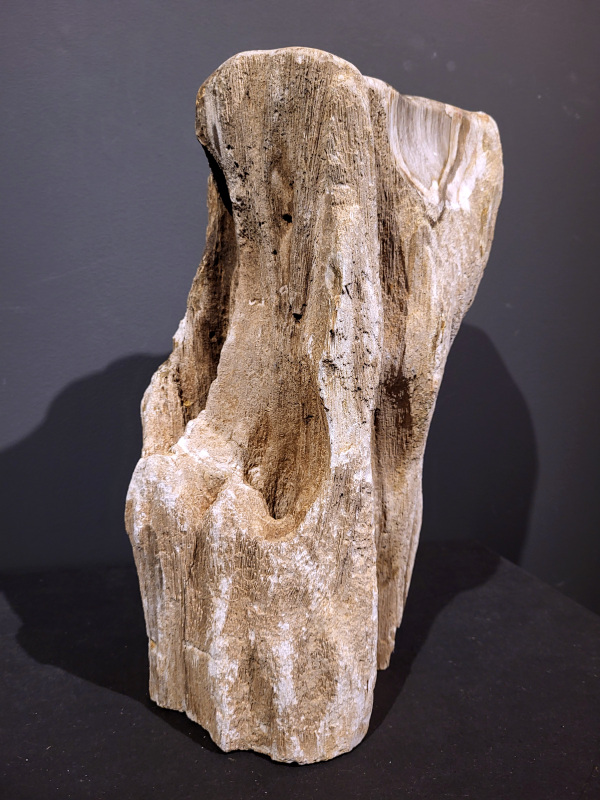 Versteend Hout, 19kg, 130,- euro, nr.13

Versteend hout is miljoenen jaren oud!
Chakra: wortelchakra (Muladhara)
Waar komt versteend hout vandaan en hoe ontstaan het?
Versteend hout, of gefossiliseerd hout, ontstaat wanneer een boom na zijn overlijden bedekt wordt door sediment, waardoor het langzaam omgezet wordt in steen. In plaats van te vergaan, wordt het hout geleidelijk vervangen door mineralen zoals silica. Dit proces behoudt de originele structuur van het hout, inclusief details zoals jaarringen en nerven. Het kan miljoenen jaren duren, aangezien het water dat rijk is aan mineralen de houtcellen binnendringt, terwijl zuurstof geen rol meer speelt in de afbraak.
De kleur van versteend hout is precies zoals het hout er oorspronkelijk uit zag.
Spirituele werking van versteend hout:
> stabiliteit, rust en veiligheid
Fysiek zou het positieve effecten hebben op het skelet, de botten en de rug, en kan het ondersteuning bieden bij aandoeningen zoals osteoporose en ADHD.
- Kunstgalerie Arnold -