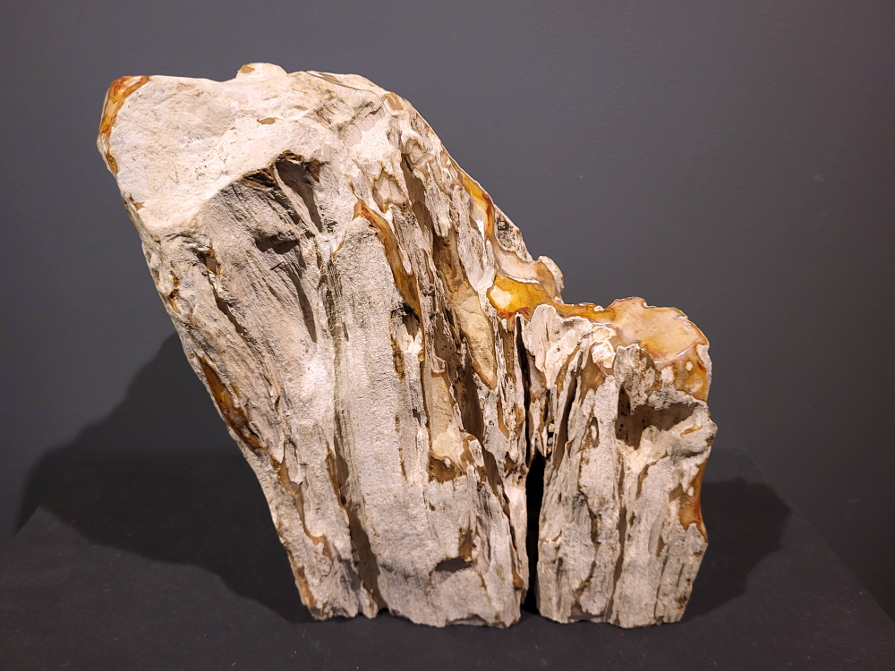 Versteend Hout, 19kg, 130,- euro, nr. 14

Versteend hout is miljoenen jaren oud!
Chakra: wortelchakra (Muladhara)
Waar komt versteend hout vandaan en hoe ontstaan het?
Versteend hout, of gefossiliseerd hout, ontstaat wanneer een boom na zijn overlijden bedekt wordt door sediment, waardoor het langzaam omgezet wordt in steen. In plaats van te vergaan, wordt het hout geleidelijk vervangen door mineralen zoals silica. Dit proces behoudt de originele structuur van het hout, inclusief details zoals jaarringen en nerven. Het kan miljoenen jaren duren, aangezien het water dat rijk is aan mineralen de houtcellen binnendringt, terwijl zuurstof geen rol meer speelt in de afbraak.
De kleur van versteend hout is precies zoals het hout er oorspronkelijk uit zag.
Spirituele werking van versteend hout:
> stabiliteit, rust en veiligheid
Fysiek zou het positieve effecten hebben op het skelet, de botten en de rug, en kan het ondersteuning bieden bij aandoeningen zoals osteoporose en ADHD.
- Kunstgalerie Arnold -