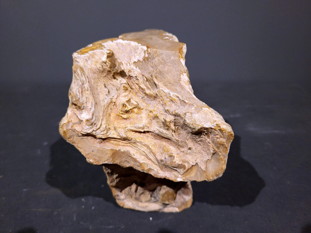 Versteend Hout, 1,9kg, 14,- euro, nr. 56

Versteend hout is miljoenen jaren oud!
Chakra: wortelchakra (Muladhara)
Waar komt versteend hout vandaan en hoe ontstaan het?
Versteend hout, of gefossiliseerd hout, ontstaat wanneer een boom na zijn overlijden bedekt wordt door sediment, waardoor het langzaam omgezet wordt in steen. In plaats van te vergaan, wordt het hout geleidelijk vervangen door mineralen zoals silica. Dit proces behoudt de originele structuur van het hout, inclusief details zoals jaarringen en nerven. Het kan miljoenen jaren duren, aangezien het water dat rijk is aan mineralen de houtcellen binnendringt, terwijl zuurstof geen rol meer speelt in de afbraak.
De kleur van versteend hout is precies zoals het hout er oorspronkelijk uit zag.
Spirituele werking van versteend hout:
 stabiliteit, rust en veiligheid
Fysiek zou het positieve effecten hebben op het skelet, de botten en de rug, en kan het ondersteuning bieden bij aandoeningen zoals osteoporose en ADHD.
- Kunstgalerie Arnold -