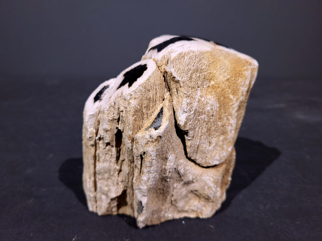 Versteend Hout, 1kg, 7,- euro, nr.36

Versteend hout is miljoenen jaren oud!
Chakra: wortelchakra (Muladhara)
Waar komt versteend hout vandaan en hoe ontstaan het?
Versteend hout, of gefossiliseerd hout, ontstaat wanneer een boom na zijn overlijden bedekt wordt door sediment, waardoor het langzaam omgezet wordt in steen. In plaats van te vergaan, wordt het hout geleidelijk vervangen door mineralen zoals silica. Dit proces behoudt de originele structuur van het hout, inclusief details zoals jaarringen en nerven. Het kan miljoenen jaren duren, aangezien het water dat rijk is aan mineralen de houtcellen binnendringt, terwijl zuurstof geen rol meer speelt in de afbraak.
De kleur van versteend hout is precies zoals het hout er oorspronkelijk uit zag.
Spirituele werking van versteend hout:
> stabiliteit, rust en veiligheid
Fysiek zou het positieve effecten hebben op het skelet, de botten en de rug, en kan het ondersteuning bieden bij aandoeningen zoals osteoporose en ADHD.
- Kunstgalerie Arnold -