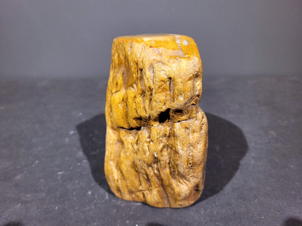 Versteend Hout, 1,5kg, 10,- euro,  nr. 44

Versteend hout is miljoenen jaren oud!
Chakra: wortelchakra (Muladhara)
Waar komt versteend hout vandaan en hoe ontstaan het?
Versteend hout, of gefossiliseerd hout, ontstaat wanneer een boom na zijn overlijden bedekt wordt door sediment, waardoor het langzaam omgezet wordt in steen. In plaats van te vergaan, wordt het hout geleidelijk vervangen door mineralen zoals silica. Dit proces behoudt de originele structuur van het hout, inclusief details zoals jaarringen en nerven. Het kan miljoenen jaren duren, aangezien het water dat rijk is aan mineralen de houtcellen binnendringt, terwijl zuurstof geen rol meer speelt in de afbraak.
De kleur van versteend hout is precies zoals het hout er oorspronkelijk uit zag.
Spirituele werking van versteend hout:
 stabiliteit, rust en veiligheid
Fysiek zou het positieve effecten hebben op het skelet, de botten en de rug, en kan het ondersteuning bieden bij aandoeningen zoals osteoporose en ADHD.
- Kunstgalerie Arnold -