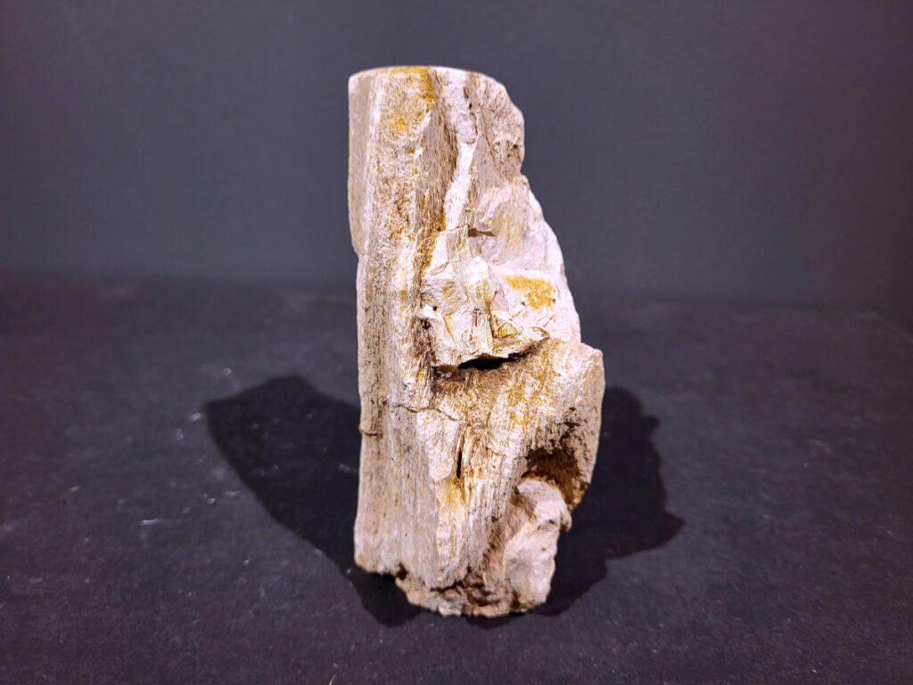 Versteend Hout, 0,9kg, 6,- euro, nr. 37

Versteend hout is miljoenen jaren oud!
Chakra: wortelchakra (Muladhara)
Waar komt versteend hout vandaan en hoe ontstaan het?
Versteend hout, of gefossiliseerd hout, ontstaat wanneer een boom na zijn overlijden bedekt wordt door sediment, waardoor het langzaam omgezet wordt in steen. In plaats van te vergaan, wordt het hout geleidelijk vervangen door mineralen zoals silica. Dit proces behoudt de originele structuur van het hout, inclusief details zoals jaarringen en nerven. Het kan miljoenen jaren duren, aangezien het water dat rijk is aan mineralen de houtcellen binnendringt, terwijl zuurstof geen rol meer speelt in de afbraak.
De kleur van versteend hout is precies zoals het hout er oorspronkelijk uit zag.
Spirituele werking van versteend hout:
 stabiliteit, rust en veiligheid
Fysiek zou het positieve effecten hebben op het skelet, de botten en de rug, en kan het ondersteuning bieden bij aandoeningen zoals osteoporose en ADHD.
- Kunstgalerie Arnold -