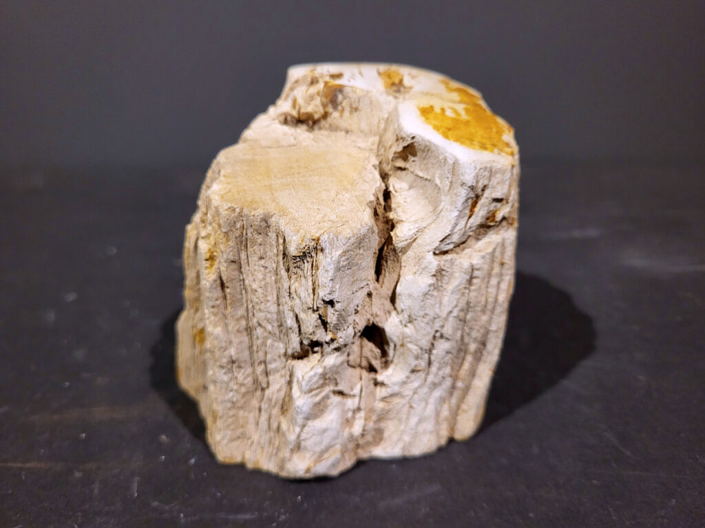 Versteend Hout, 0,9kg, 6,- euro, nr. 38

Versteend hout is miljoenen jaren oud!
Chakra: wortelchakra (Muladhara)
Waar komt versteend hout vandaan en hoe ontstaan het?
Versteend hout, of gefossiliseerd hout, ontstaat wanneer een boom na zijn overlijden bedekt wordt door sediment, waardoor het langzaam omgezet wordt in steen. In plaats van te vergaan, wordt het hout geleidelijk vervangen door mineralen zoals silica. Dit proces behoudt de originele structuur van het hout, inclusief details zoals jaarringen en nerven. Het kan miljoenen jaren duren, aangezien het water dat rijk is aan mineralen de houtcellen binnendringt, terwijl zuurstof geen rol meer speelt in de afbraak.
De kleur van versteend hout is precies zoals het hout er oorspronkelijk uit zag.
Spirituele werking van versteend hout:
 stabiliteit, rust en veiligheid
Fysiek zou het positieve effecten hebben op het skelet, de botten en de rug, en kan het ondersteuning bieden bij aandoeningen zoals osteoporose en ADHD.
- Kunstgalerie Arnold -