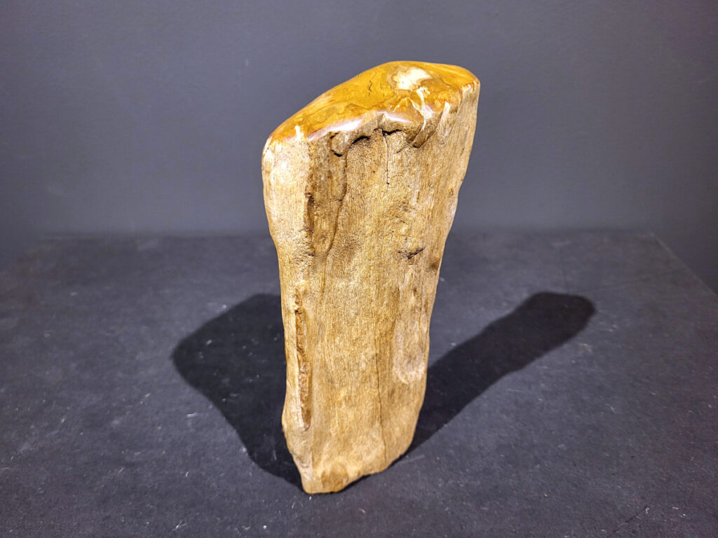 Versteend Hout, 1,2kg, 9,- euro, nr. 39

Versteend hout is miljoenen jaren oud!
Chakra: wortelchakra (Muladhara)
Waar komt versteend hout vandaan en hoe ontstaan het?
Versteend hout, of gefossiliseerd hout, ontstaat wanneer een boom na zijn overlijden bedekt wordt door sediment, waardoor het langzaam omgezet wordt in steen. In plaats van te vergaan, wordt het hout geleidelijk vervangen door mineralen zoals silica. Dit proces behoudt de originele structuur van het hout, inclusief details zoals jaarringen en nerven. Het kan miljoenen jaren duren, aangezien het water dat rijk is aan mineralen de houtcellen binnendringt, terwijl zuurstof geen rol meer speelt in de afbraak.
De kleur van versteend hout is precies zoals het hout er oorspronkelijk uit zag.
Spirituele werking van versteend hout:
 stabiliteit, rust en veiligheid
Fysiek zou het positieve effecten hebben op het skelet, de botten en de rug, en kan het ondersteuning bieden bij aandoeningen zoals osteoporose en ADHD.
- Kunstgalerie Arnold -