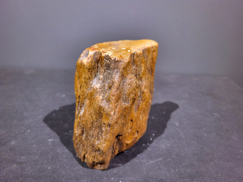 Versteend Hout, 1,2kg, 9,- euro, nr. 40 

Versteend hout is miljoenen jaren oud!
Chakra: wortelchakra (Muladhara)
Waar komt versteend hout vandaan en hoe ontstaan het?
Versteend hout, of gefossiliseerd hout, ontstaat wanneer een boom na zijn overlijden bedekt wordt door sediment, waardoor het langzaam omgezet wordt in steen. In plaats van te vergaan, wordt het hout geleidelijk vervangen door mineralen zoals silica. Dit proces behoudt de originele structuur van het hout, inclusief details zoals jaarringen en nerven. Het kan miljoenen jaren duren, aangezien het water dat rijk is aan mineralen de houtcellen binnendringt, terwijl zuurstof geen rol meer speelt in de afbraak.
De kleur van versteend hout is precies zoals het hout er oorspronkelijk uit zag.
Spirituele werking van versteend hout:
 stabiliteit, rust en veiligheid
Fysiek zou het positieve effecten hebben op het skelet, de botten en de rug, en kan het ondersteuning bieden bij aandoeningen zoals osteoporose en ADHD.
- Kunstgalerie Arnold -