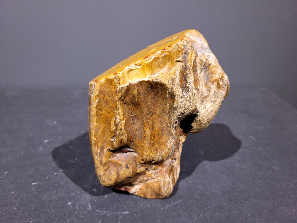 Versteend Hout, 1,2kg, 9,- euro, nr. 41 

Versteend hout is miljoenen jaren oud!
Chakra: wortelchakra (Muladhara)
Waar komt versteend hout vandaan en hoe ontstaan het?
Versteend hout, of gefossiliseerd hout, ontstaat wanneer een boom na zijn overlijden bedekt wordt door sediment, waardoor het langzaam omgezet wordt in steen. In plaats van te vergaan, wordt het hout geleidelijk vervangen door mineralen zoals silica. Dit proces behoudt de originele structuur van het hout, inclusief details zoals jaarringen en nerven. Het kan miljoenen jaren duren, aangezien het water dat rijk is aan mineralen de houtcellen binnendringt, terwijl zuurstof geen rol meer speelt in de afbraak.
De kleur van versteend hout is precies zoals het hout er oorspronkelijk uit zag.
Spirituele werking van versteend hout:
 stabiliteit, rust en veiligheid
Fysiek zou het positieve effecten hebben op het skelet, de botten en de rug, en kan het ondersteuning bieden bij aandoeningen zoals osteoporose en ADHD.
- Kunstgalerie Arnold -