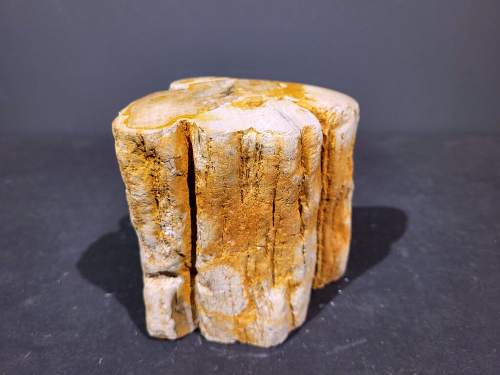 Versteend Hout, 1,5kg, 10,- euro, nr. 43

Versteend hout is miljoenen jaren oud!
Chakra: wortelchakra (Muladhara)
Waar komt versteend hout vandaan en hoe ontstaan het?
Versteend hout, of gefossiliseerd hout, ontstaat wanneer een boom na zijn overlijden bedekt wordt door sediment, waardoor het langzaam omgezet wordt in steen. In plaats van te vergaan, wordt het hout geleidelijk vervangen door mineralen zoals silica. Dit proces behoudt de originele structuur van het hout, inclusief details zoals jaarringen en nerven. Het kan miljoenen jaren duren, aangezien het water dat rijk is aan mineralen de houtcellen binnendringt, terwijl zuurstof geen rol meer speelt in de afbraak.
De kleur van versteend hout is precies zoals het hout er oorspronkelijk uit zag.
Spirituele werking van versteend hout:
 stabiliteit, rust en veiligheid
Fysiek zou het positieve effecten hebben op het skelet, de botten en de rug, en kan het ondersteuning bieden bij aandoeningen zoals osteoporose en ADHD.
- Kunstgalerie Arnold -