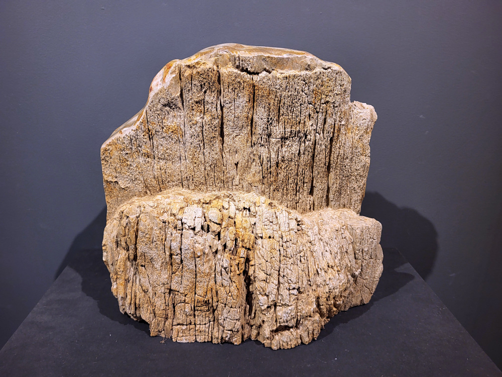 Versteend Hout, 23,5kg, 165,- euro, nr.12


Versteend hout is miljoenen jaren oud!
Chakra: wortelchakra (Muladhara)
Waar komt versteend hout vandaan en hoe ontstaan het?
Versteend hout, of gefossiliseerd hout, ontstaat wanneer een boom na zijn overlijden bedekt wordt door sediment, waardoor het langzaam omgezet wordt in steen. In plaats van te vergaan, wordt het hout geleidelijk vervangen door mineralen zoals silica. Dit proces behoudt de originele structuur van het hout, inclusief details zoals jaarringen en nerven. Het kan miljoenen jaren duren, aangezien het water dat rijk is aan mineralen de houtcellen binnendringt, terwijl zuurstof geen rol meer speelt in de afbraak.
De kleur van versteend hout is precies zoals het hout er oorspronkelijk uit zag.
Spirituele werking van versteend hout:
> stabiliteit, rust en veiligheid
Fysiek zou het positieve effecten hebben op het skelet, de botten en de rug, en kan het ondersteuning bieden bij aandoeningen zoals osteoporose en ADHD.
- Kunstgalerie Arnold -