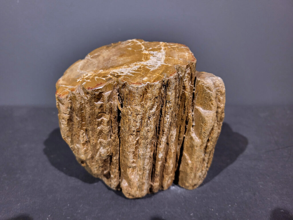 Versteend Hout, 2,3kg, 16,- euro, nr. 34

Versteend hout is miljoenen jaren oud!
Chakra: wortelchakra (Muladhara)
Waar komt versteend hout vandaan en hoe ontstaan het?
Versteend hout, of gefossiliseerd hout, ontstaat wanneer een boom na zijn overlijden bedekt wordt door sediment, waardoor het langzaam omgezet wordt in steen. In plaats van te vergaan, wordt het hout geleidelijk vervangen door mineralen zoals silica. Dit proces behoudt de originele structuur van het hout, inclusief details zoals jaarringen en nerven. Het kan miljoenen jaren duren, aangezien het water dat rijk is aan mineralen de houtcellen binnendringt, terwijl zuurstof geen rol meer speelt in de afbraak.
De kleur van versteend hout is precies zoals het hout er oorspronkelijk uit zag.
Spirituele werking van versteend hout:
> stabiliteit, rust en veiligheid
Fysiek zou het positieve effecten hebben op het skelet, de botten en de rug, en kan het ondersteuning bieden bij aandoeningen zoals osteoporose en ADHD.
- Kunstgalerie Arnold -