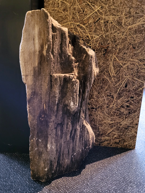 Versteend Hout, 35+kg, 195,- euro, nr.10

Versteend hout is miljoenen jaren oud!
Chakra: wortelchakra (Muladhara)
Waar komt versteend hout vandaan en hoe ontstaan het?
Versteend hout, of gefossiliseerd hout, ontstaat wanneer een boom na zijn overlijden bedekt wordt door sediment, waardoor het langzaam omgezet wordt in steen. In plaats van te vergaan, wordt het hout geleidelijk vervangen door mineralen zoals silica. Dit proces behoudt de originele structuur van het hout, inclusief details zoals jaarringen en nerven. Het kan miljoenen jaren duren, aangezien het water dat rijk is aan mineralen de houtcellen binnendringt, terwijl zuurstof geen rol meer speelt in de afbraak.
De kleur van versteend hout is precies zoals het hout er oorspronkelijk uit zag.
Spirituele werking van versteend hout:
> stabiliteit, rust en veiligheid
Fysiek zou het positieve effecten hebben op het skelet, de botten en de rug, en kan het ondersteuning bieden bij aandoeningen zoals osteoporose en ADHD.
- Kunstgalerie Arnold -