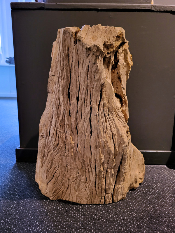 Versteend-Hout, 35+kg, 195,- euro, nr.11

Versteend hout is miljoenen jaren oud!
Chakra: wortelchakra (Muladhara)
Waar komt versteend hout vandaan en hoe ontstaan het?
Versteend hout, of gefossiliseerd hout, ontstaat wanneer een boom na zijn overlijden bedekt wordt door sediment, waardoor het langzaam omgezet wordt in steen. In plaats van te vergaan, wordt het hout geleidelijk vervangen door mineralen zoals silica. Dit proces behoudt de originele structuur van het hout, inclusief details zoals jaarringen en nerven. Het kan miljoenen jaren duren, aangezien het water dat rijk is aan mineralen de houtcellen binnendringt, terwijl zuurstof geen rol meer speelt in de afbraak.
De kleur van versteend hout is precies zoals het hout er oorspronkelijk uit zag.
Spirituele werking van versteend hout:
> stabiliteit, rust en veiligheid
Fysiek zou het positieve effecten hebben op het skelet, de botten en de rug, en kan het ondersteuning bieden bij aandoeningen zoals osteoporose en ADHD.
- Kunstgalerie Arnold -