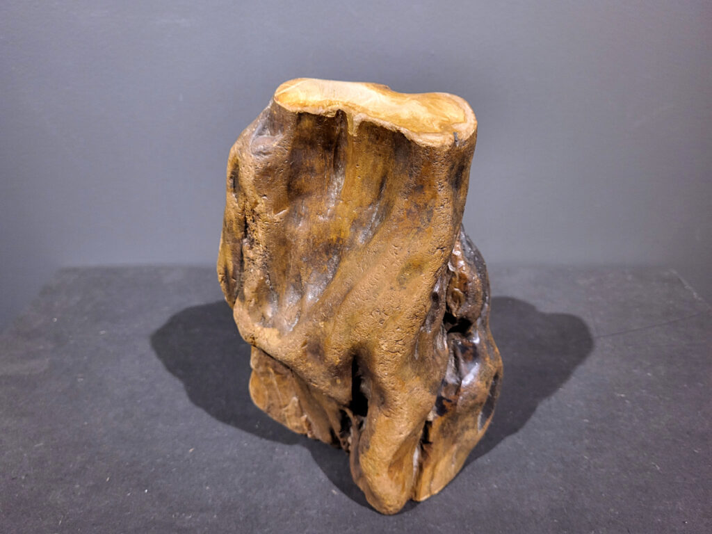 Versteend Hout, 3,8kg, 27,- euro, nr. 33

Versteend hout is miljoenen jaren oud!
Chakra: wortelchakra (Muladhara)
Waar komt versteend hout vandaan en hoe ontstaan het?
Versteend hout, of gefossiliseerd hout, ontstaat wanneer een boom na zijn overlijden bedekt wordt door sediment, waardoor het langzaam omgezet wordt in steen. In plaats van te vergaan, wordt het hout geleidelijk vervangen door mineralen zoals silica. Dit proces behoudt de originele structuur van het hout, inclusief details zoals jaarringen en nerven. Het kan miljoenen jaren duren, aangezien het water dat rijk is aan mineralen de houtcellen binnendringt, terwijl zuurstof geen rol meer speelt in de afbraak.
De kleur van versteend hout is precies zoals het hout er oorspronkelijk uit zag.
Spirituele werking van versteend hout:
> stabiliteit, rust en veiligheid
Fysiek zou het positieve effecten hebben op het skelet, de botten en de rug, en kan het ondersteuning bieden bij aandoeningen zoals osteoporose en ADHD.
- Kunstgalerie Arnold -