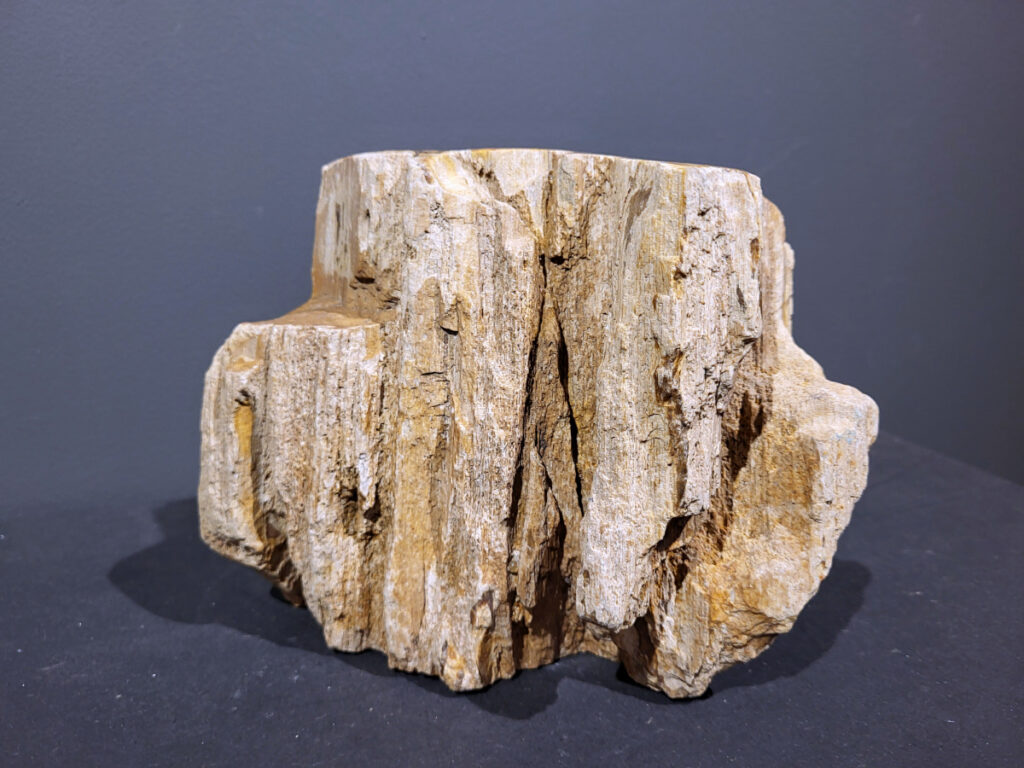 Versteend Hout, 4kg, 28,- euro, nr. 31

Versteend hout is miljoenen jaren oud!
Chakra: wortelchakra (Muladhara)
Waar komt versteend hout vandaan en hoe ontstaan het?
Versteend hout, of gefossiliseerd hout, ontstaat wanneer een boom na zijn overlijden bedekt wordt door sediment, waardoor het langzaam omgezet wordt in steen. In plaats van te vergaan, wordt het hout geleidelijk vervangen door mineralen zoals silica. Dit proces behoudt de originele structuur van het hout, inclusief details zoals jaarringen en nerven. Het kan miljoenen jaren duren, aangezien het water dat rijk is aan mineralen de houtcellen binnendringt, terwijl zuurstof geen rol meer speelt in de afbraak.
De kleur van versteend hout is precies zoals het hout er oorspronkelijk uit zag.
Spirituele werking van versteend hout:
> stabiliteit, rust en veiligheid
Fysiek zou het positieve effecten hebben op het skelet, de botten en de rug, en kan het ondersteuning bieden bij aandoeningen zoals osteoporose en ADHD.
- Kunstgalerie Arnold -