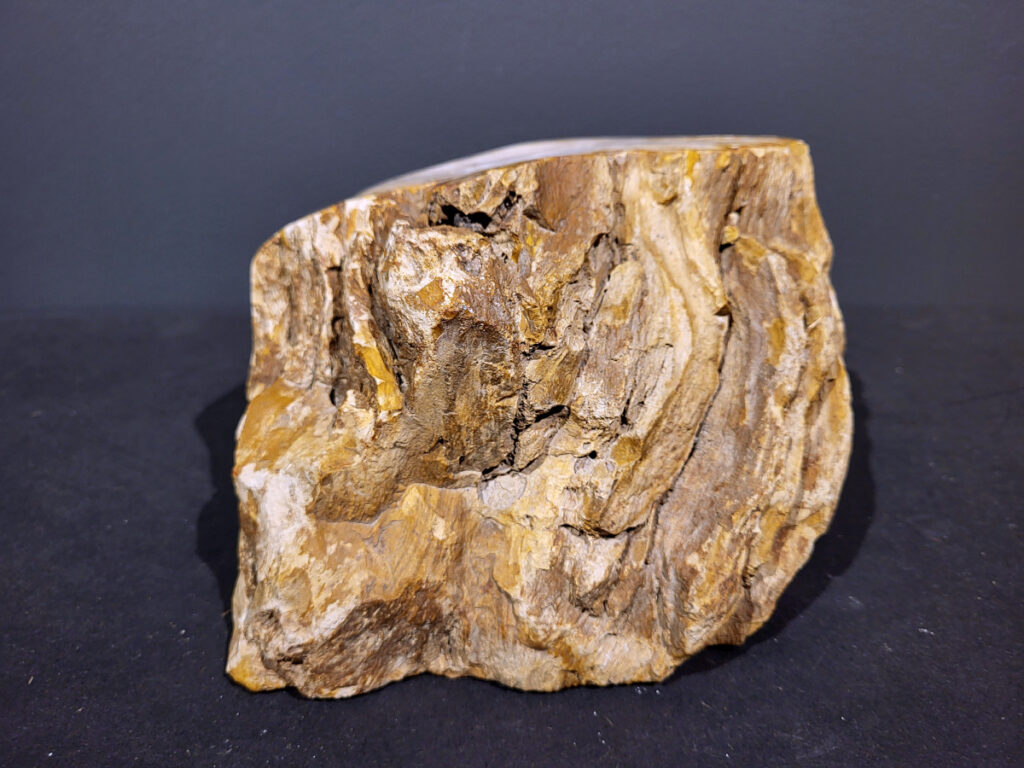 Versteend Hout, 5,9kg, 41,- euro, nr. 30

Versteend hout is miljoenen jaren oud!
Chakra: wortelchakra (Muladhara)
Waar komt versteend hout vandaan en hoe ontstaan het?
Versteend hout, of gefossiliseerd hout, ontstaat wanneer een boom na zijn overlijden bedekt wordt door sediment, waardoor het langzaam omgezet wordt in steen. In plaats van te vergaan, wordt het hout geleidelijk vervangen door mineralen zoals silica. Dit proces behoudt de originele structuur van het hout, inclusief details zoals jaarringen en nerven. Het kan miljoenen jaren duren, aangezien het water dat rijk is aan mineralen de houtcellen binnendringt, terwijl zuurstof geen rol meer speelt in de afbraak.
De kleur van versteend hout is precies zoals het hout er oorspronkelijk uit zag.
Spirituele werking van versteend hout:
> stabiliteit, rust en veiligheid
Fysiek zou het positieve effecten hebben op het skelet, de botten en de rug, en kan het ondersteuning bieden bij aandoeningen zoals osteoporose en ADHD.
- Kunstgalerie Arnold -