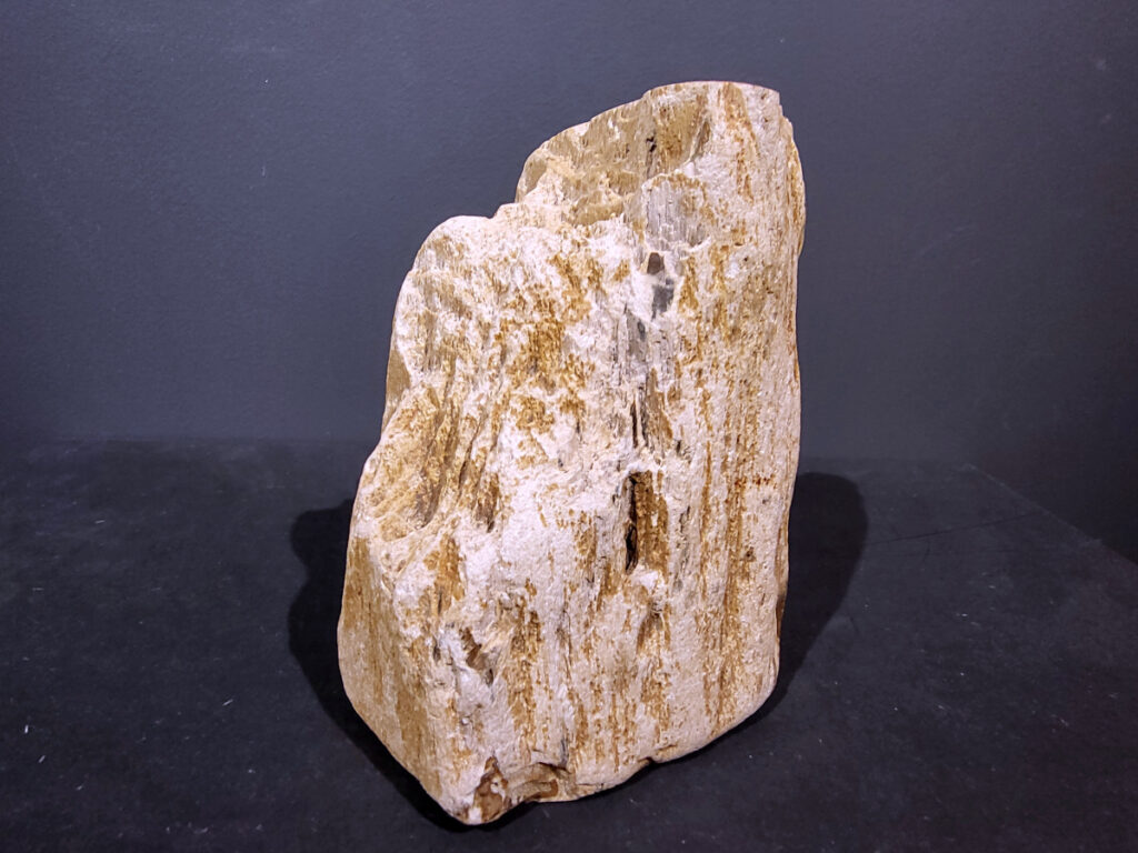 Versteend Hout, 5kg, 35,- euro, nr. 29

Versteend hout is miljoenen jaren oud!
Chakra: wortelchakra (Muladhara)
Waar komt versteend hout vandaan en hoe ontstaan het?
Versteend hout, of gefossiliseerd hout, ontstaat wanneer een boom na zijn overlijden bedekt wordt door sediment, waardoor het langzaam omgezet wordt in steen. In plaats van te vergaan, wordt het hout geleidelijk vervangen door mineralen zoals silica. Dit proces behoudt de originele structuur van het hout, inclusief details zoals jaarringen en nerven. Het kan miljoenen jaren duren, aangezien het water dat rijk is aan mineralen de houtcellen binnendringt, terwijl zuurstof geen rol meer speelt in de afbraak.
De kleur van versteend hout is precies zoals het hout er oorspronkelijk uit zag.
Spirituele werking van versteend hout:
> stabiliteit, rust en veiligheid
Fysiek zou het positieve effecten hebben op het skelet, de botten en de rug, en kan het ondersteuning bieden bij aandoeningen zoals osteoporose en ADHD.
- Kunstgalerie Arnold -