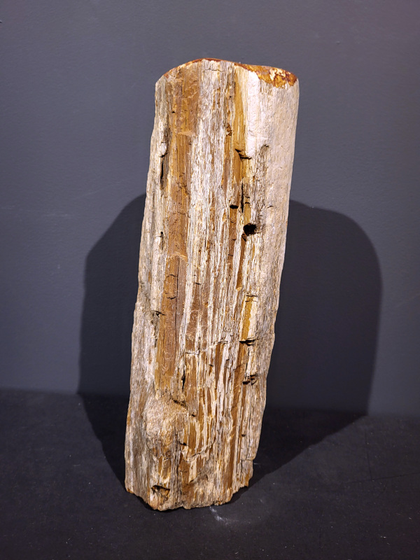 Versteend Hout, 6,7kg, 47,- euro, nr. 27

Versteend hout is miljoenen jaren oud!
Chakra: wortelchakra (Muladhara)
Waar komt versteend hout vandaan en hoe ontstaan het?
Versteend hout, of gefossiliseerd hout, ontstaat wanneer een boom na zijn overlijden bedekt wordt door sediment, waardoor het langzaam omgezet wordt in steen. In plaats van te vergaan, wordt het hout geleidelijk vervangen door mineralen zoals silica. Dit proces behoudt de originele structuur van het hout, inclusief details zoals jaarringen en nerven. Het kan miljoenen jaren duren, aangezien het water dat rijk is aan mineralen de houtcellen binnendringt, terwijl zuurstof geen rol meer speelt in de afbraak.
De kleur van versteend hout is precies zoals het hout er oorspronkelijk uit zag.
Spirituele werking van versteend hout:
> stabiliteit, rust en veiligheid
Fysiek zou het positieve effecten hebben op het skelet, de botten en de rug, en kan het ondersteuning bieden bij aandoeningen zoals osteoporose en ADHD.
- Kunstgalerie Arnold -